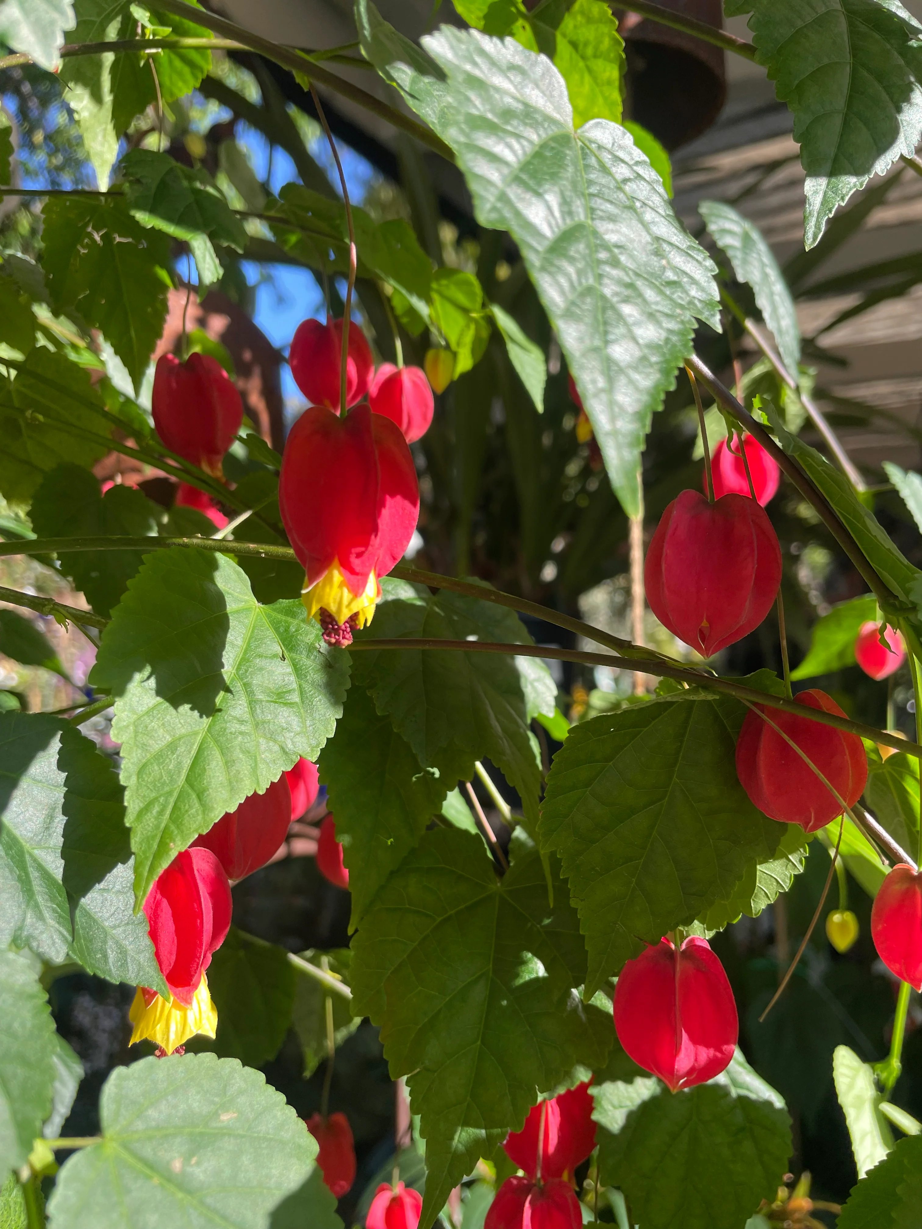 Abutilon Brazilian Bell Flower - Image 3