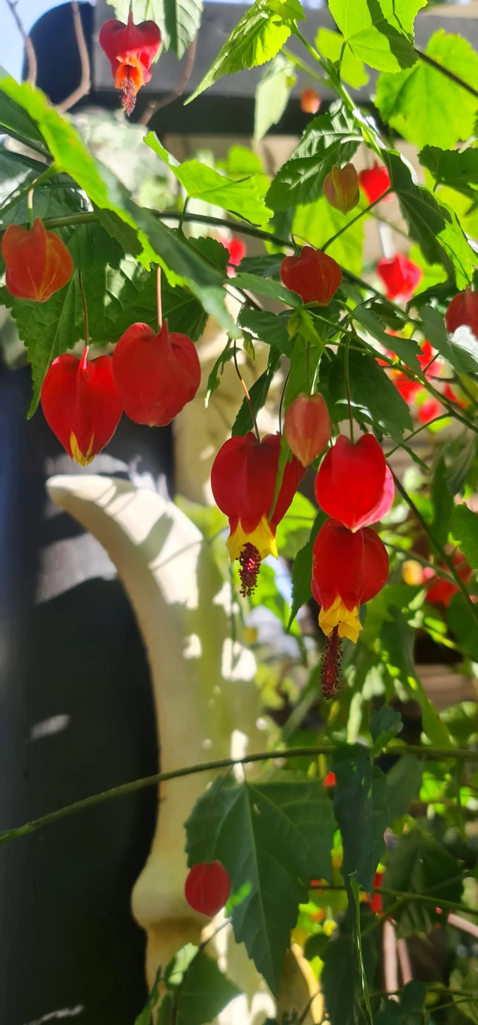 Abutilon Brazilian Bell Flower - Image 4