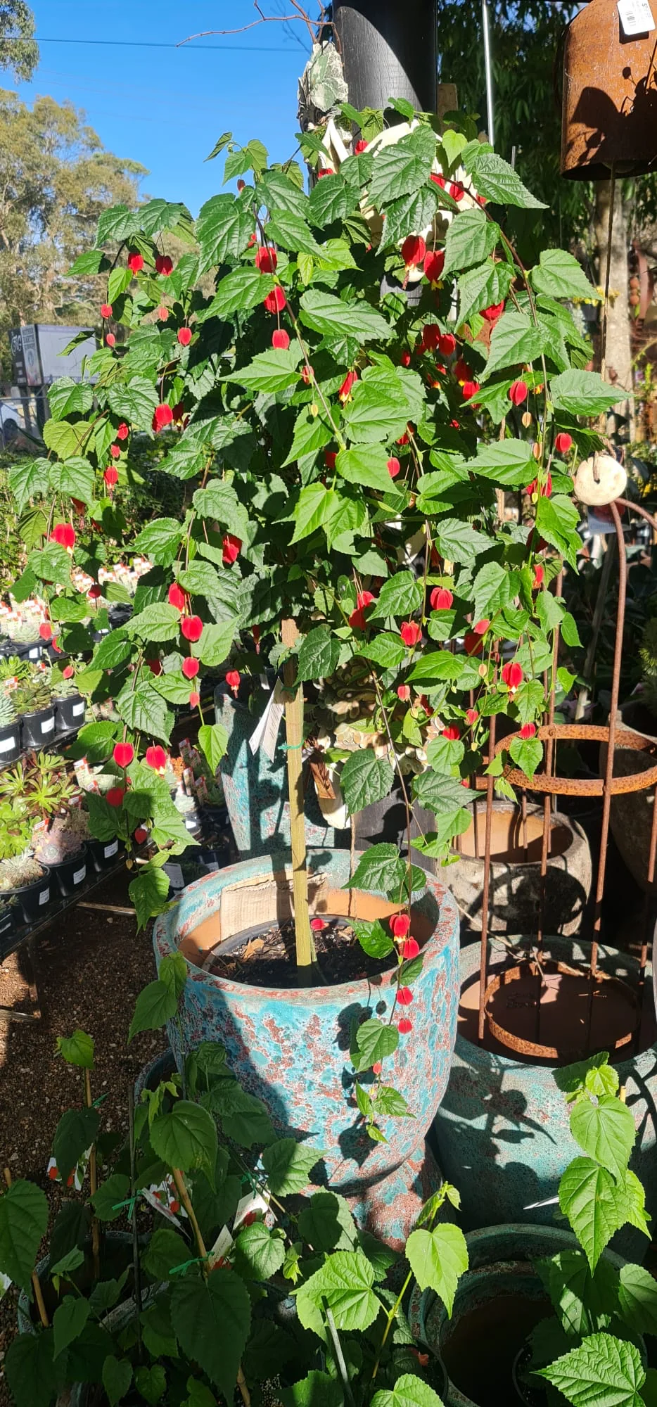 Abutilon Brazilian Bell Flower - Image 5