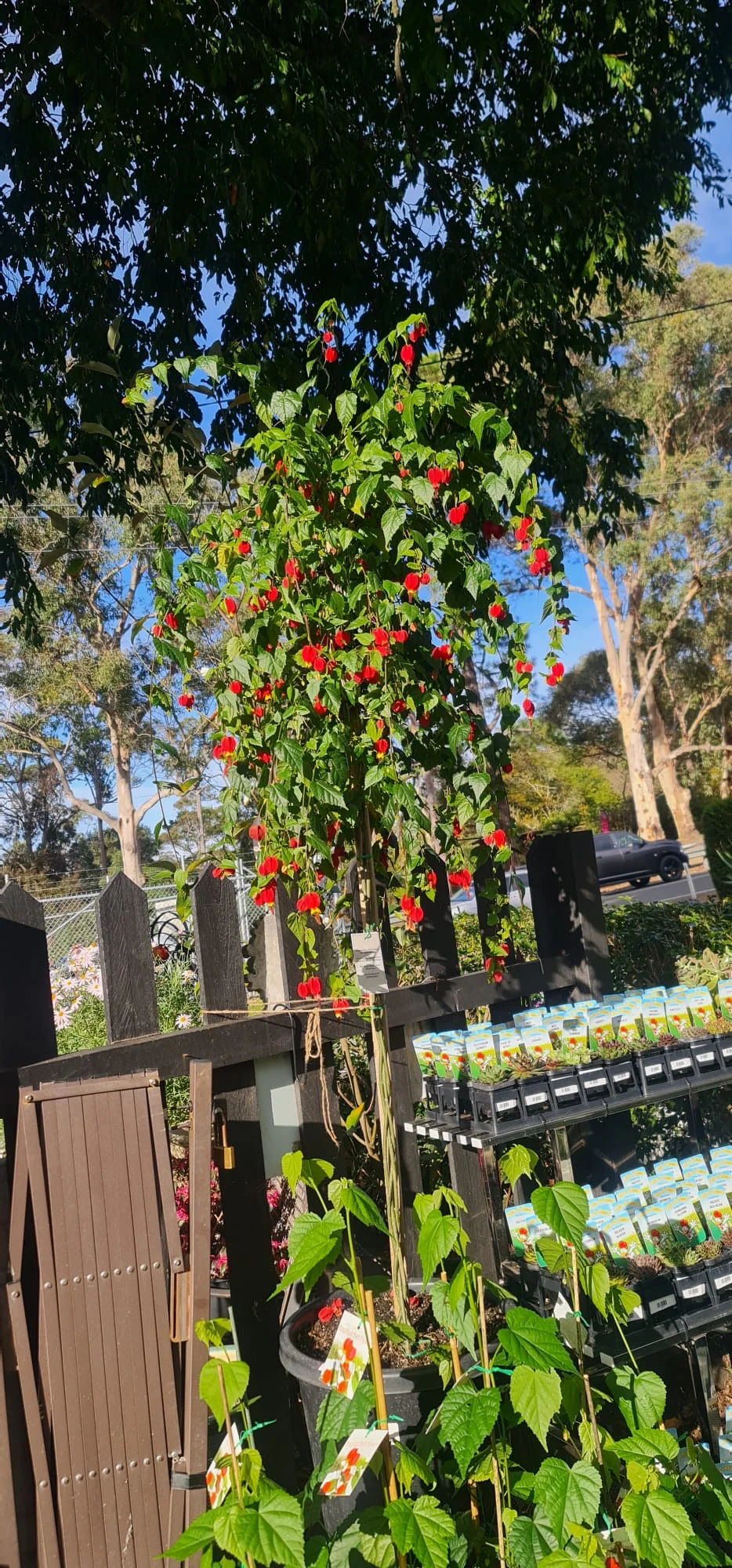 Abutilon Brazilian Bell Flower - Image 6