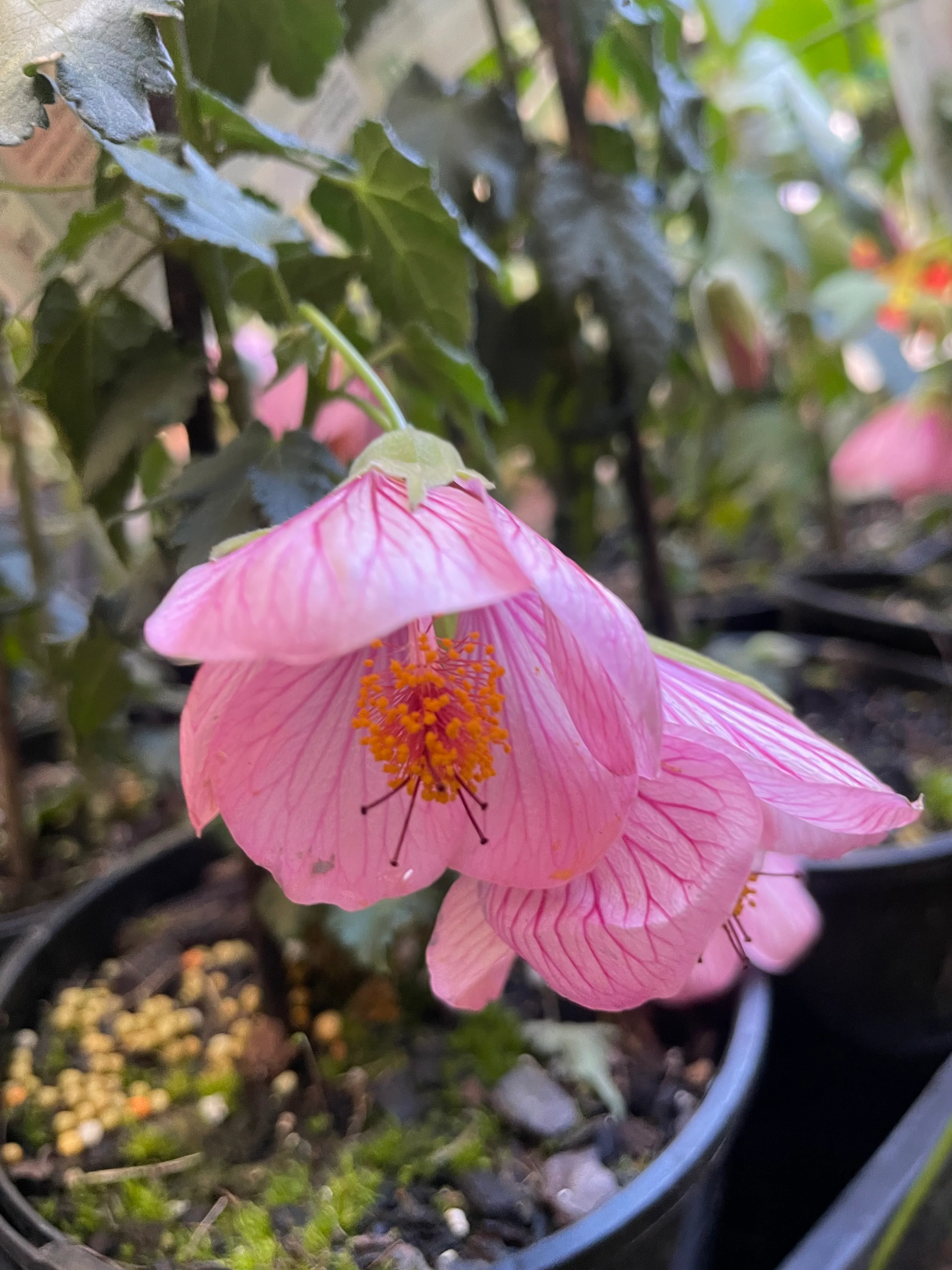 Abutilon Stripey Pink Chinese Lantern - Image 3