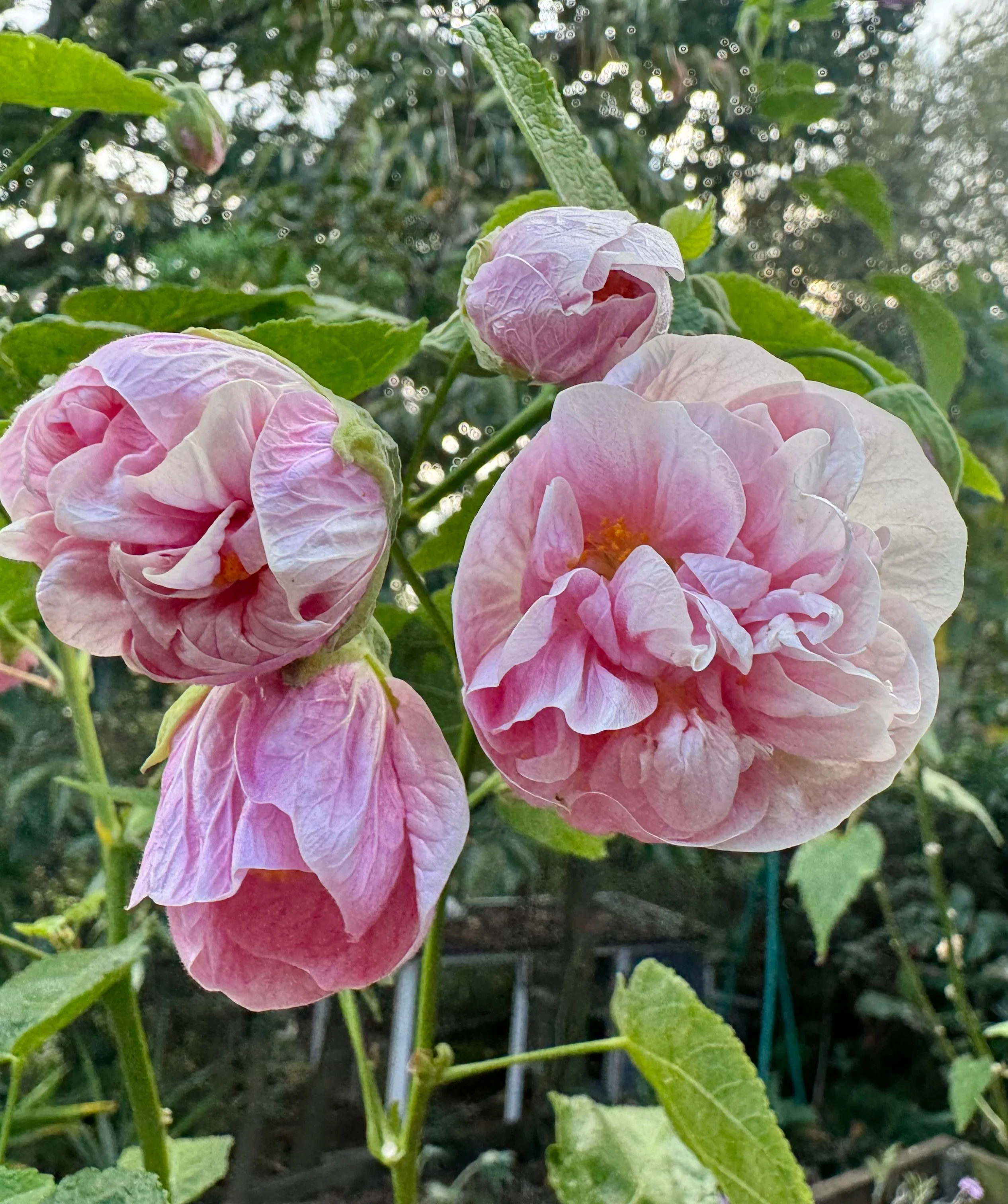 Abutilon Victorian Lady Double Pink Chinese Lantern - Image 3