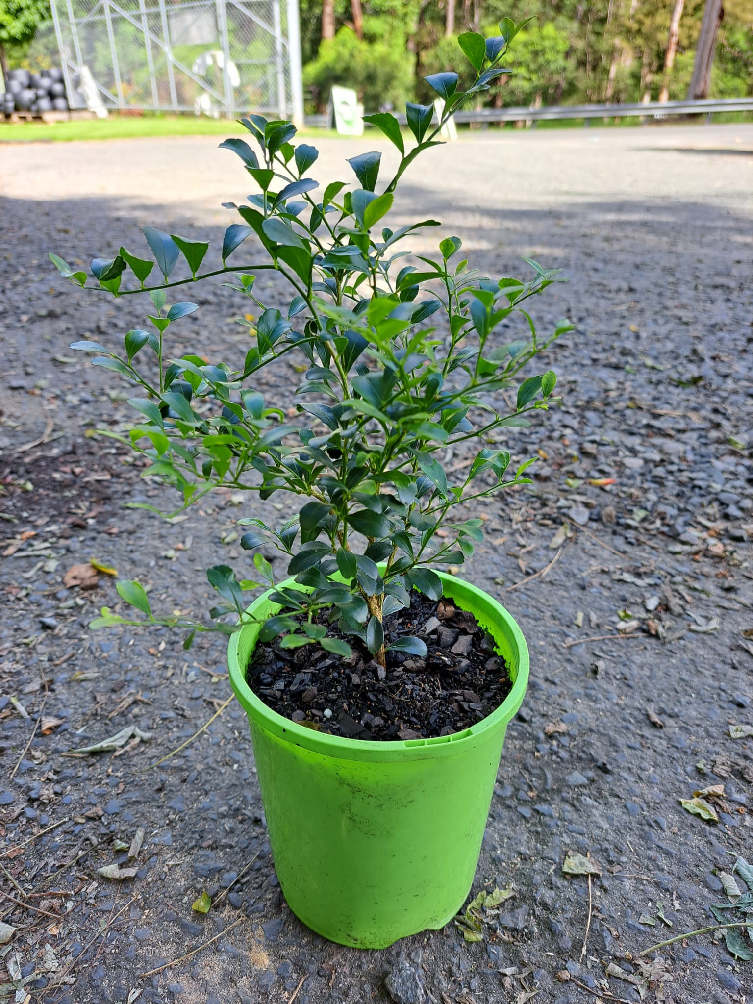 Citrus garrawayi Thornless Finger Lime - Image 3