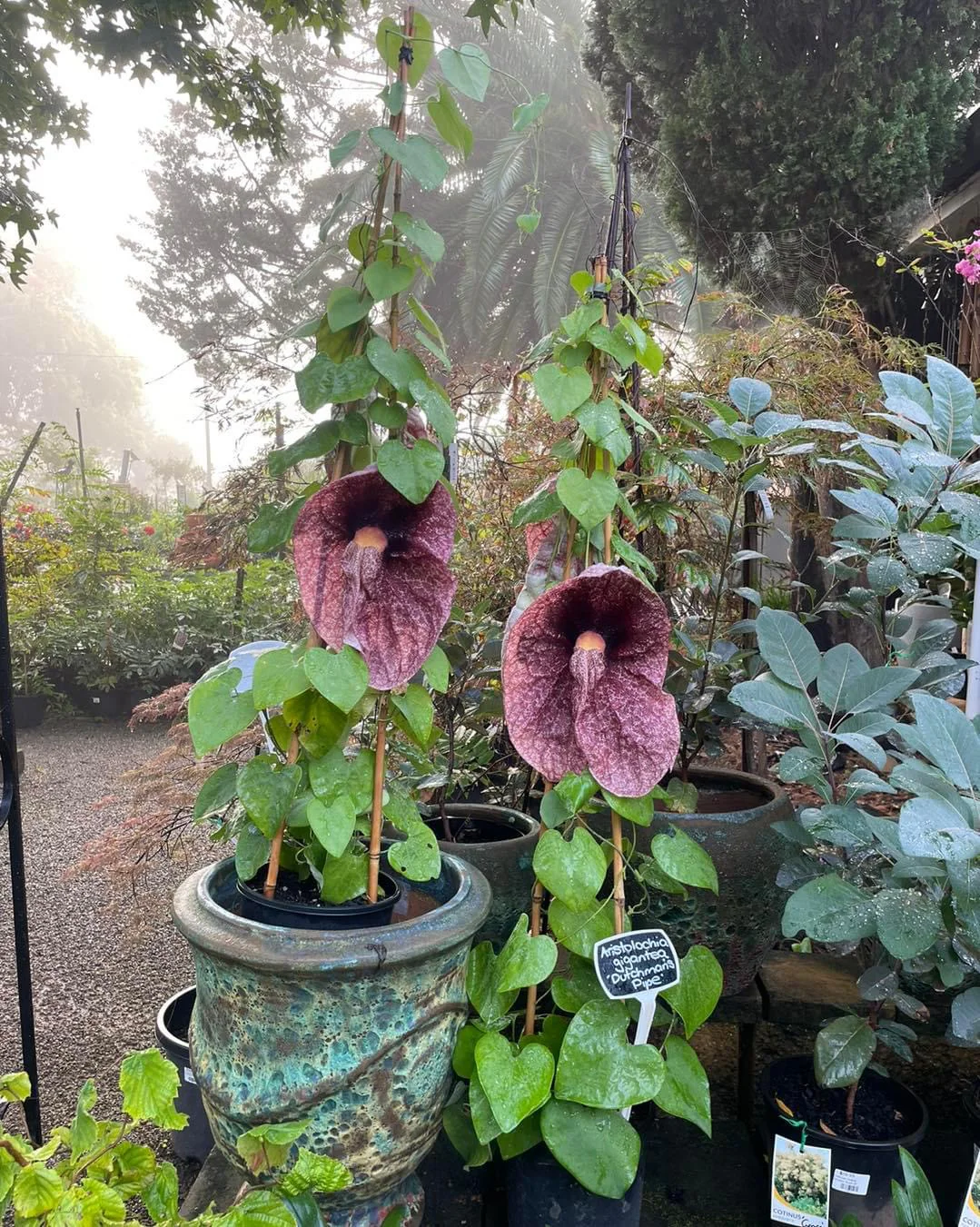 Aristolochia gigantea Brazilian Dutchman's Pipe Giant Pelican Flower - growing- enquire in store. - Image 4