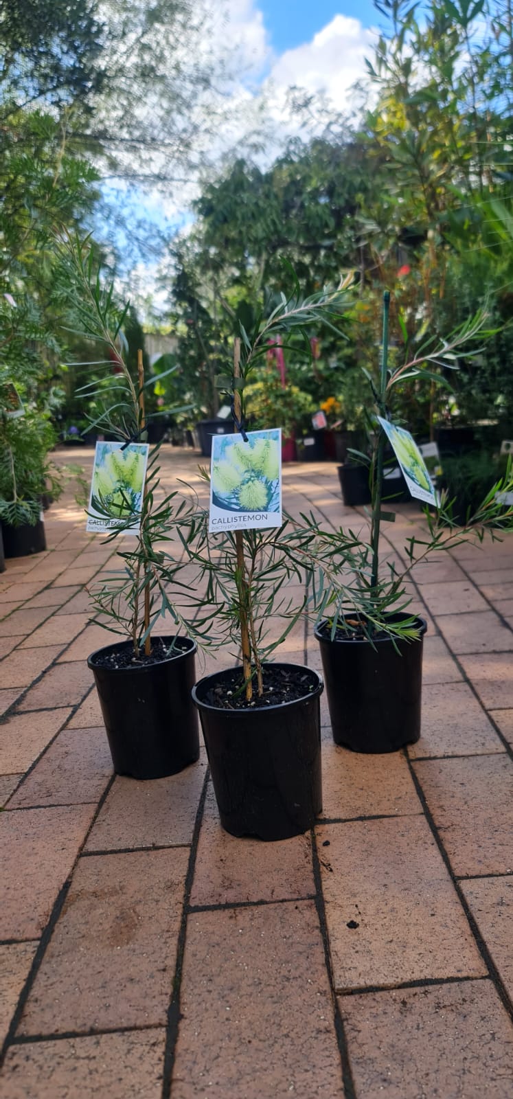 Callistemon pachyphyllus Green - Image 3