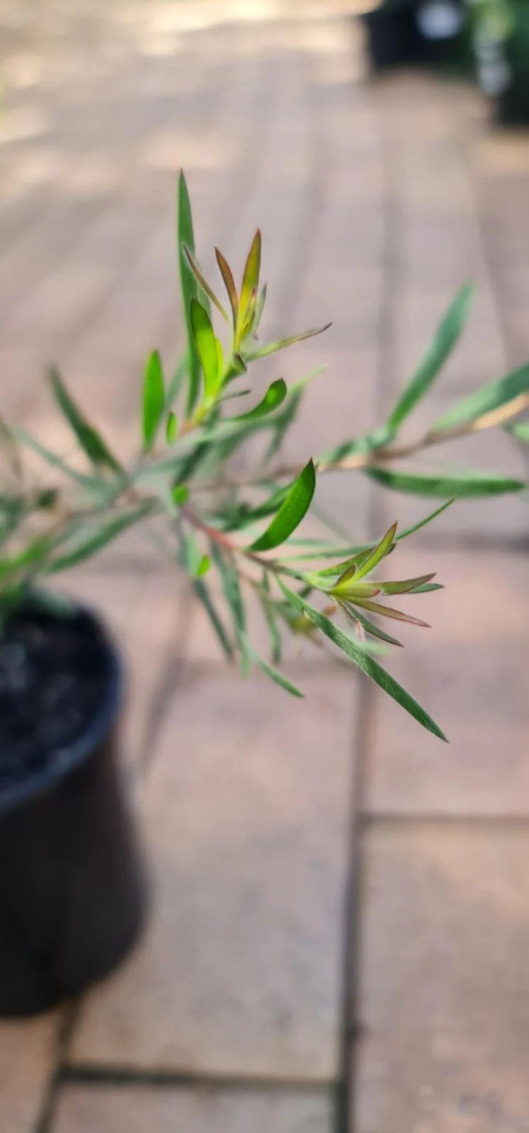 Callistemon pachyphyllus Green - Image 4