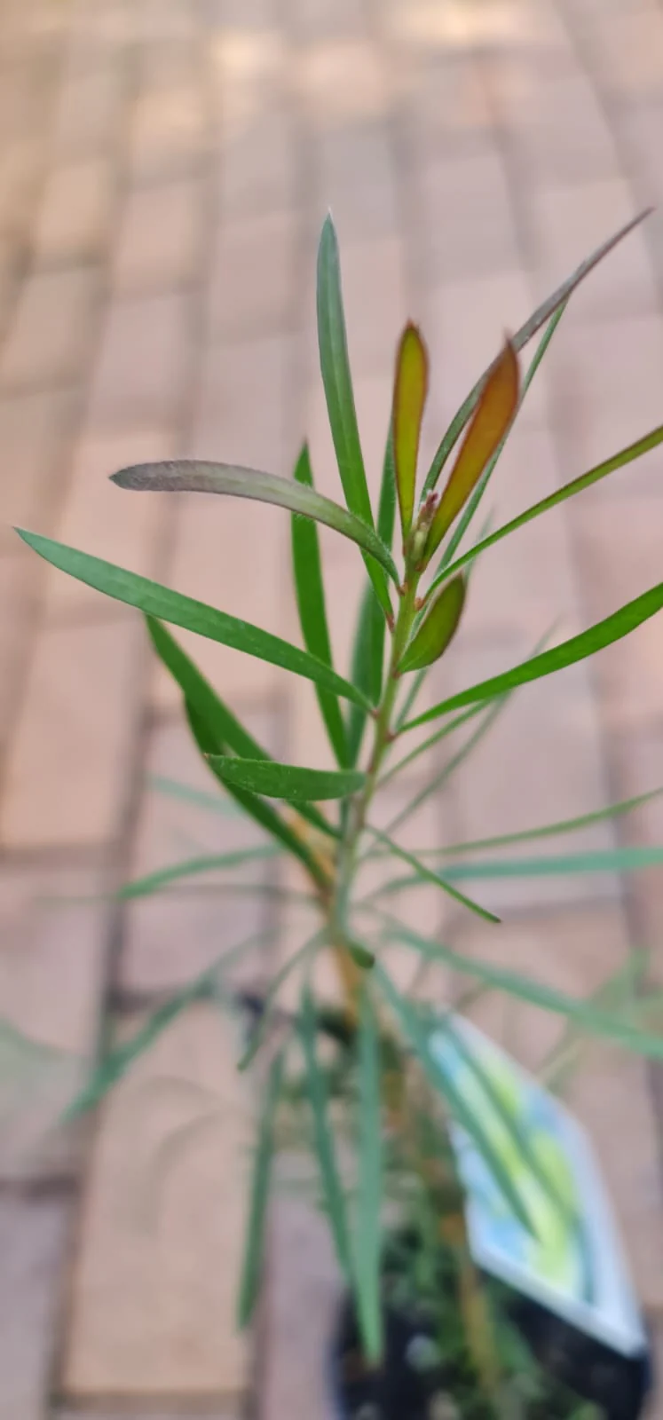 Callistemon pachyphyllus Green - Image 5