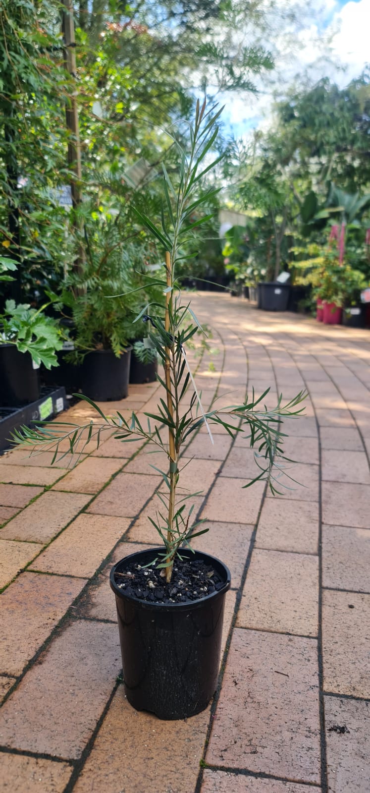 Callistemon pachyphyllus Green - Image 6