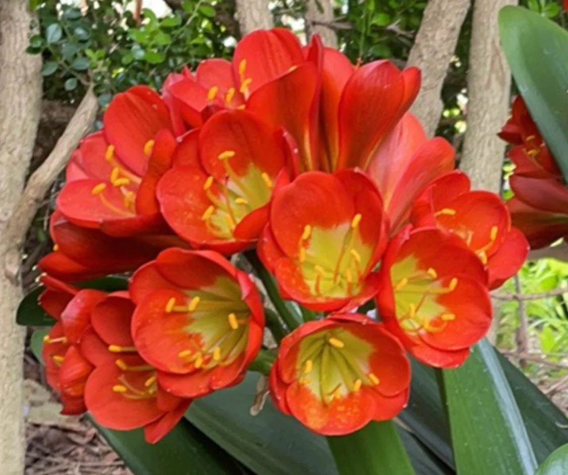 Clivia Belgium Hybrid Orange - Image 3