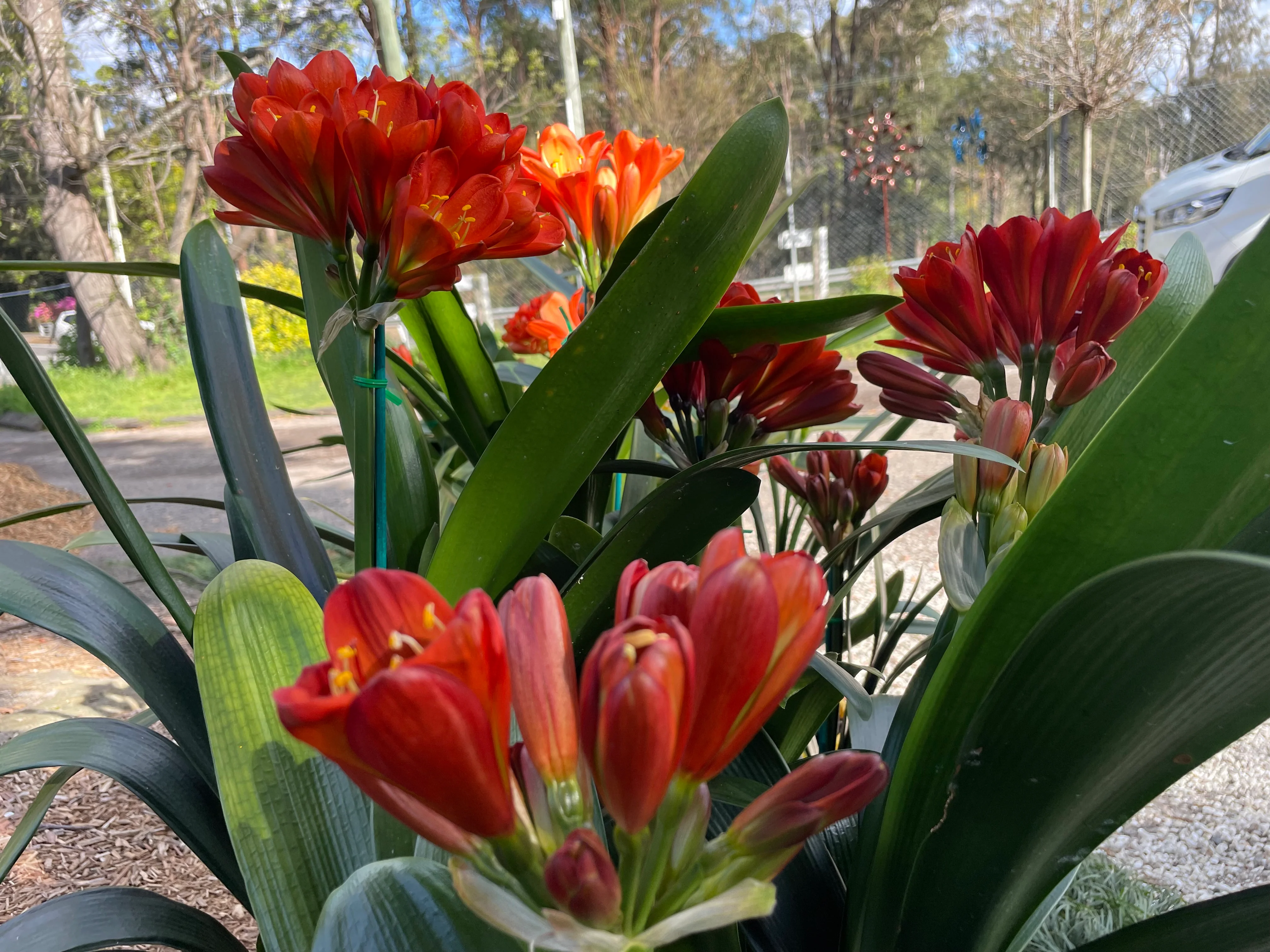 Clivia Belgium Hybrid Red Clivia - Image 3