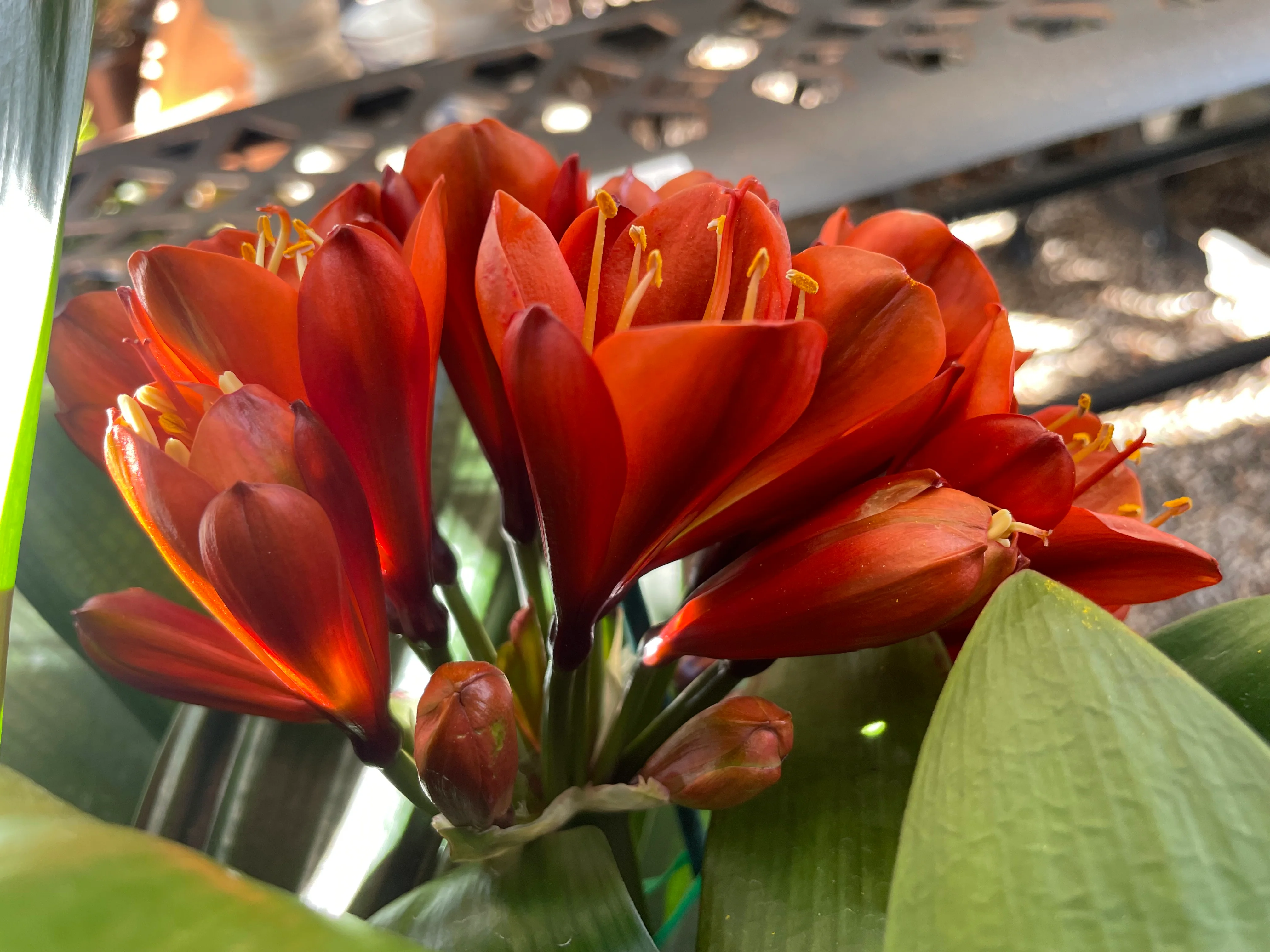 Clivia Belgium Hybrid Red Clivia - Image 4