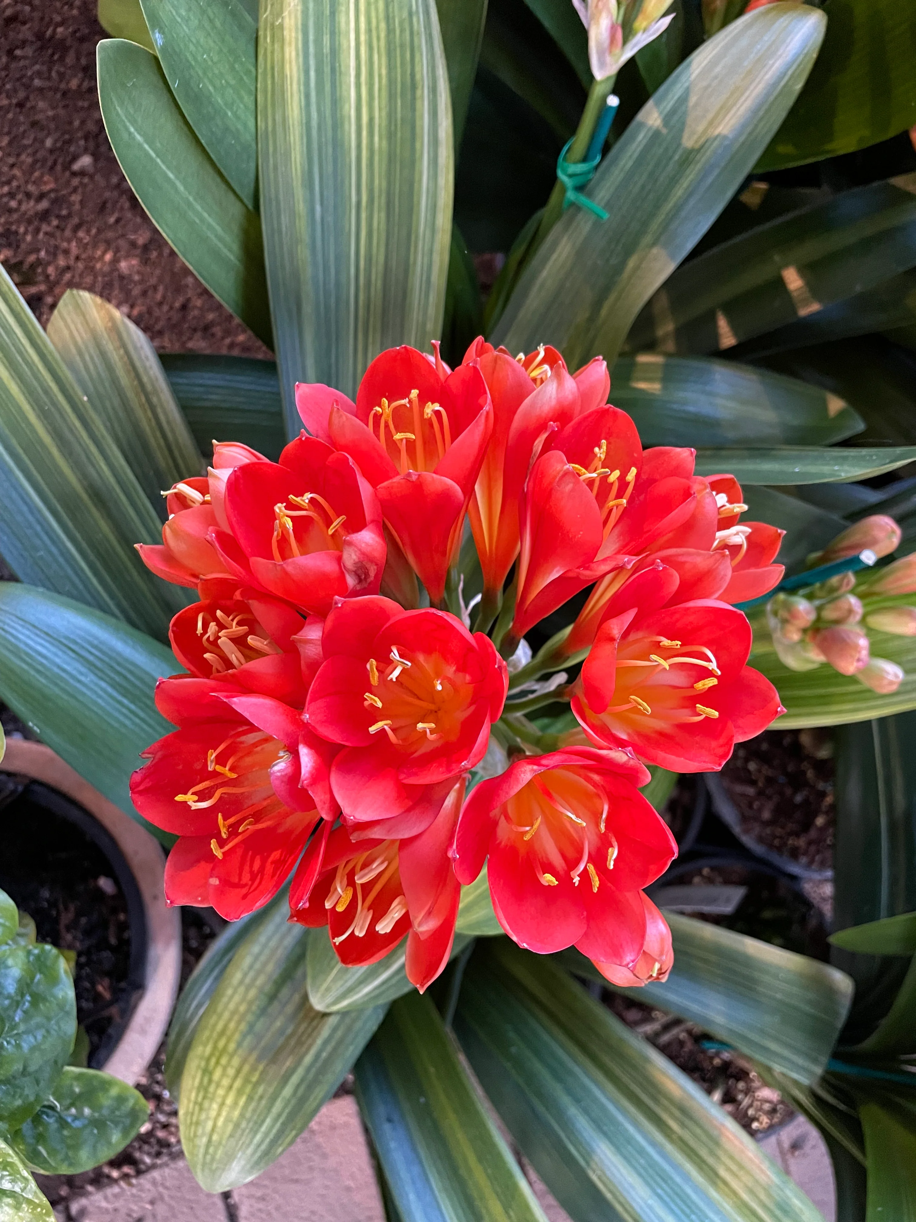 Clivia Belgium Hybrid Red Clivia - Image 5