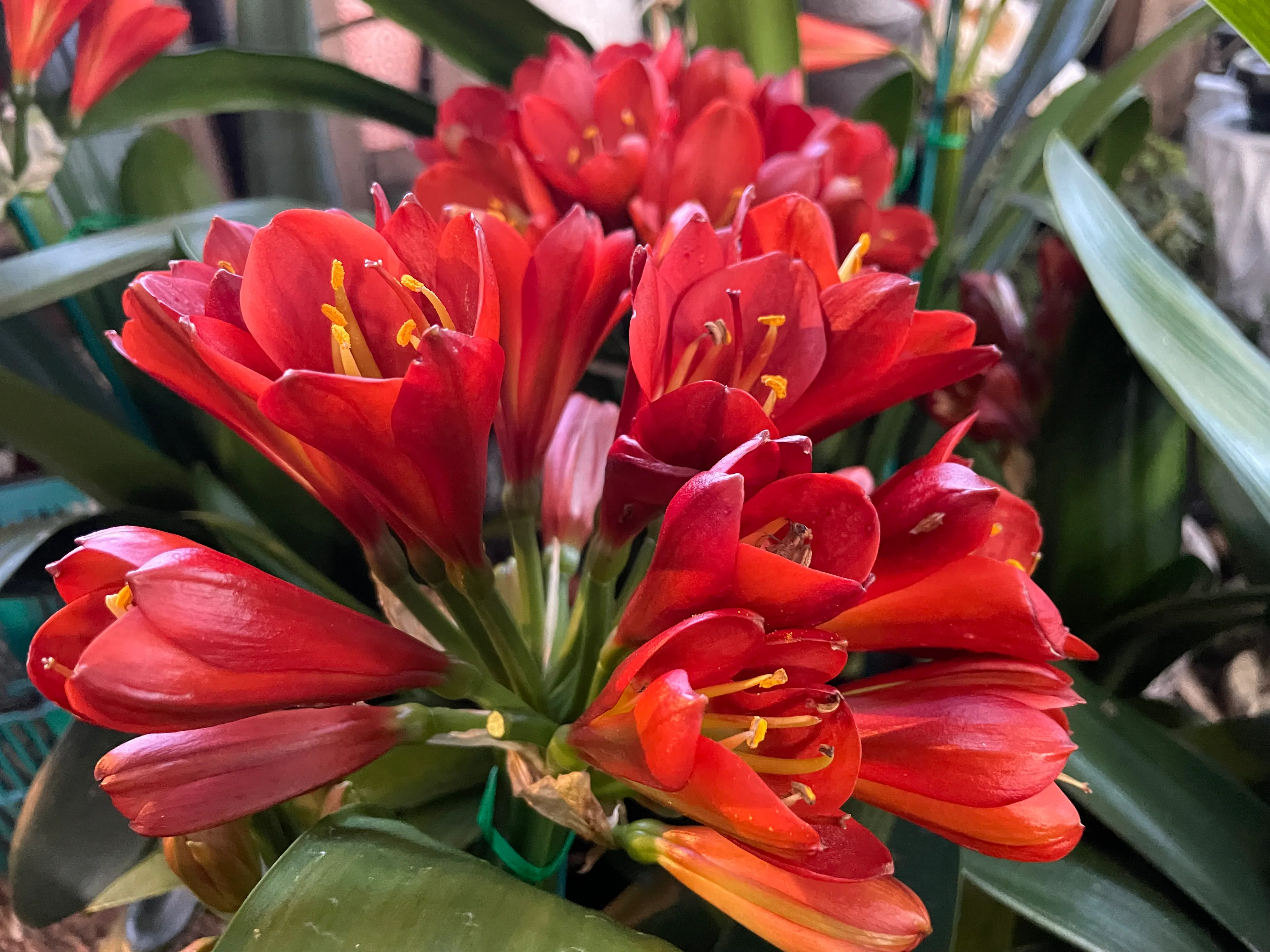 Clivia Belgium Hybrid Red Clivia - Image 6