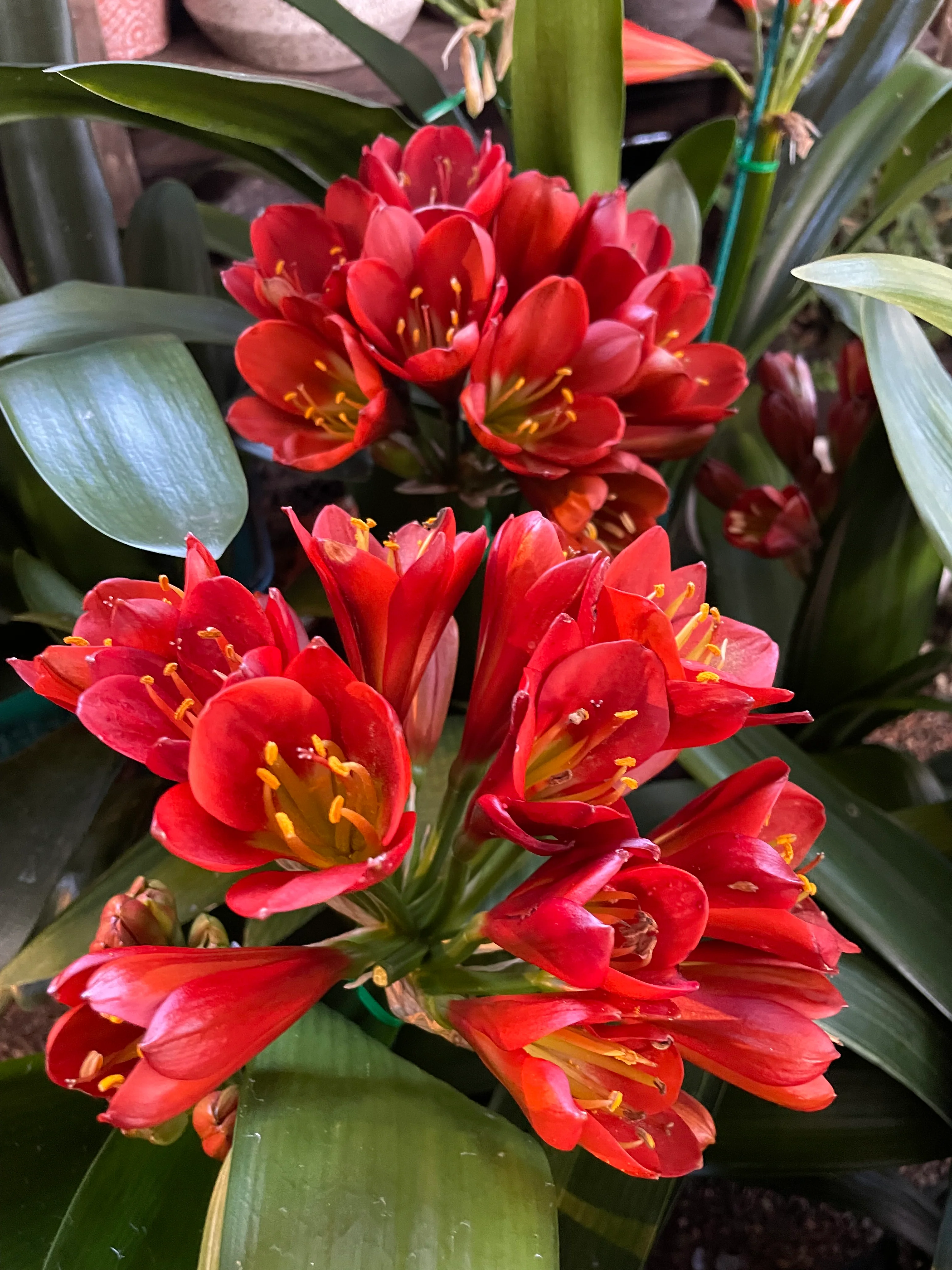 Clivia Belgium Hybrid Red Clivia - Image 7