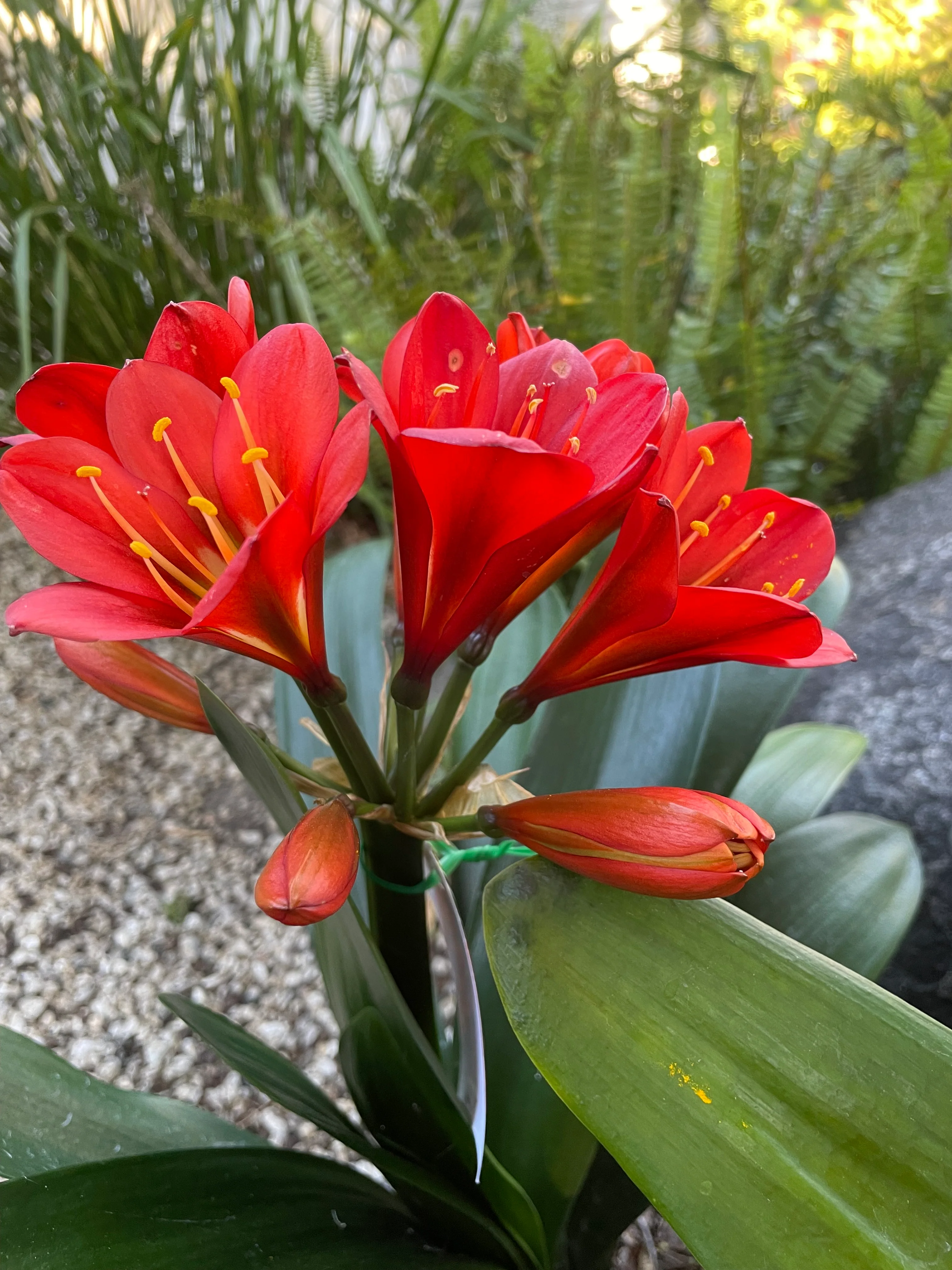 Clivia Belgium Hybrid Red Clivia - Image 8