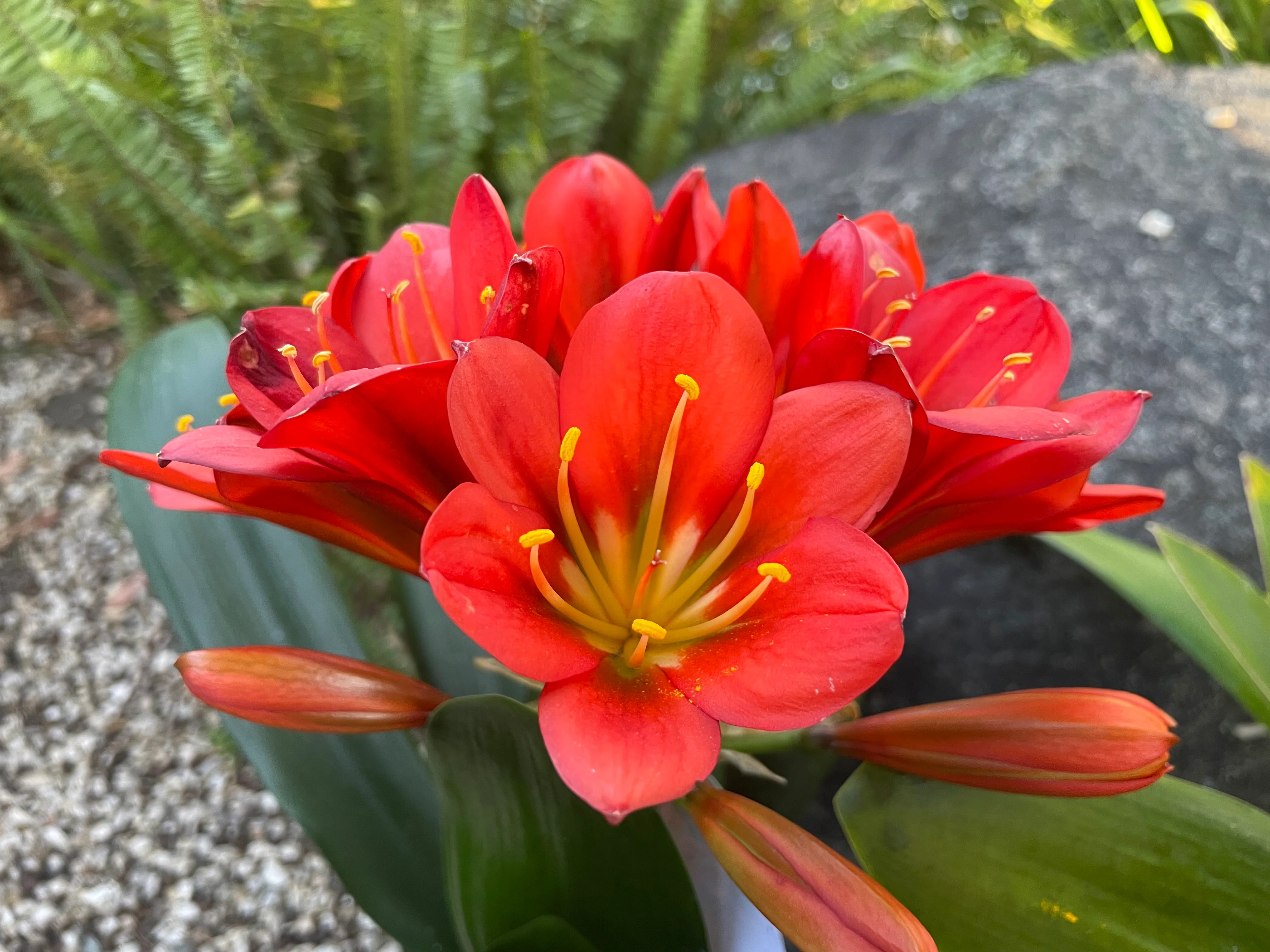 Clivia Belgium Hybrid Red Clivia - Image 9