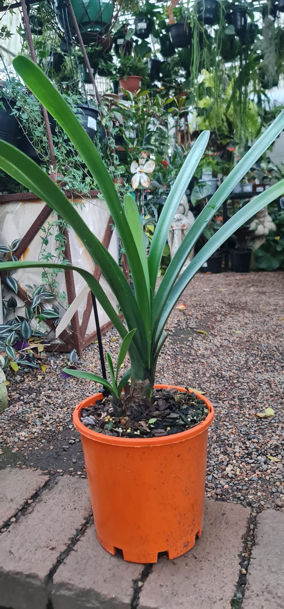 Clivia nobilis Falling Stars - Green Tip Clivia - available in store - Image 3