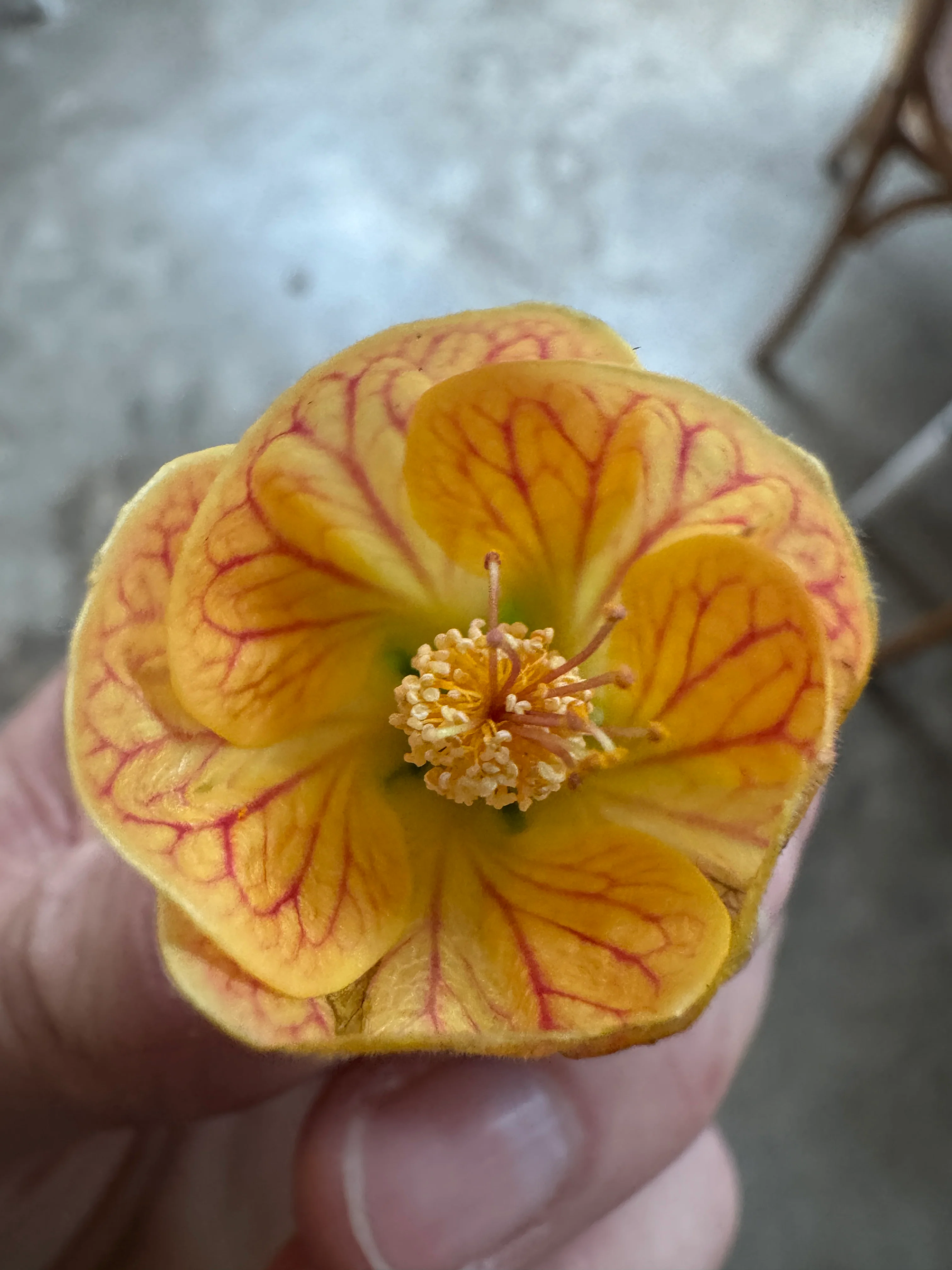 Abutilon Savitzii - Variegated Chinese Lantern - Image 3
