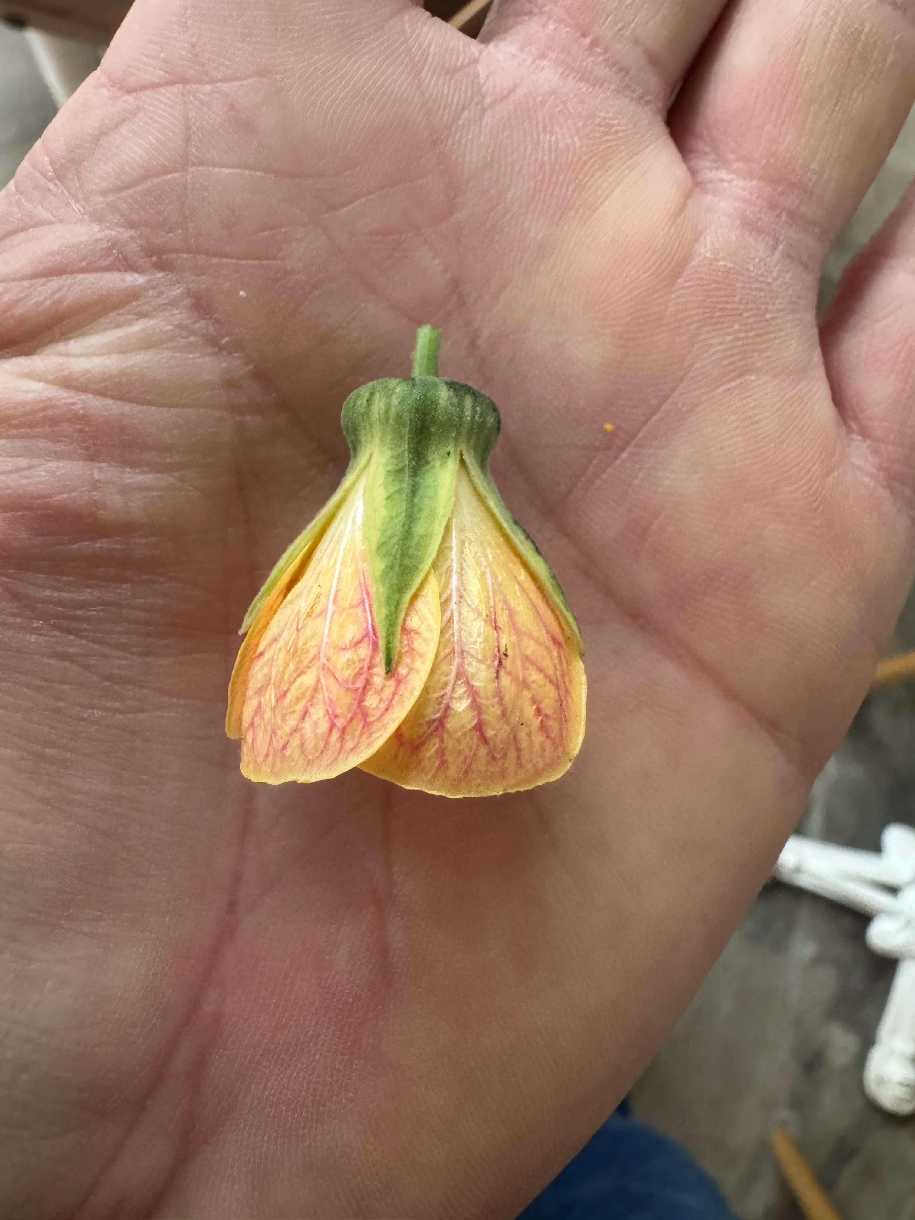 Abutilon Savitzii - Variegated Chinese Lantern - Image 4