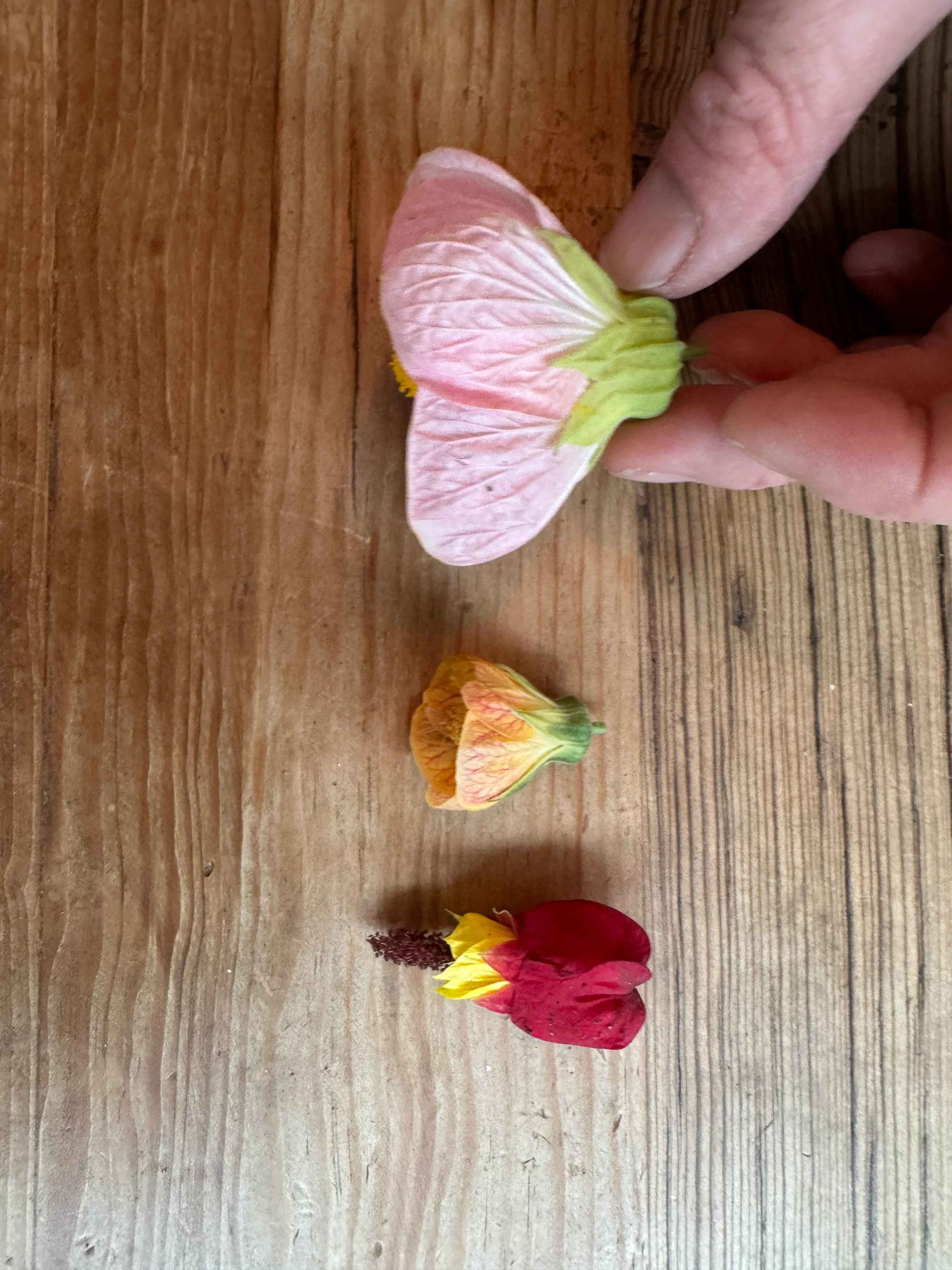 Abutilon Savitzii - Variegated Chinese Lantern - Image 5
