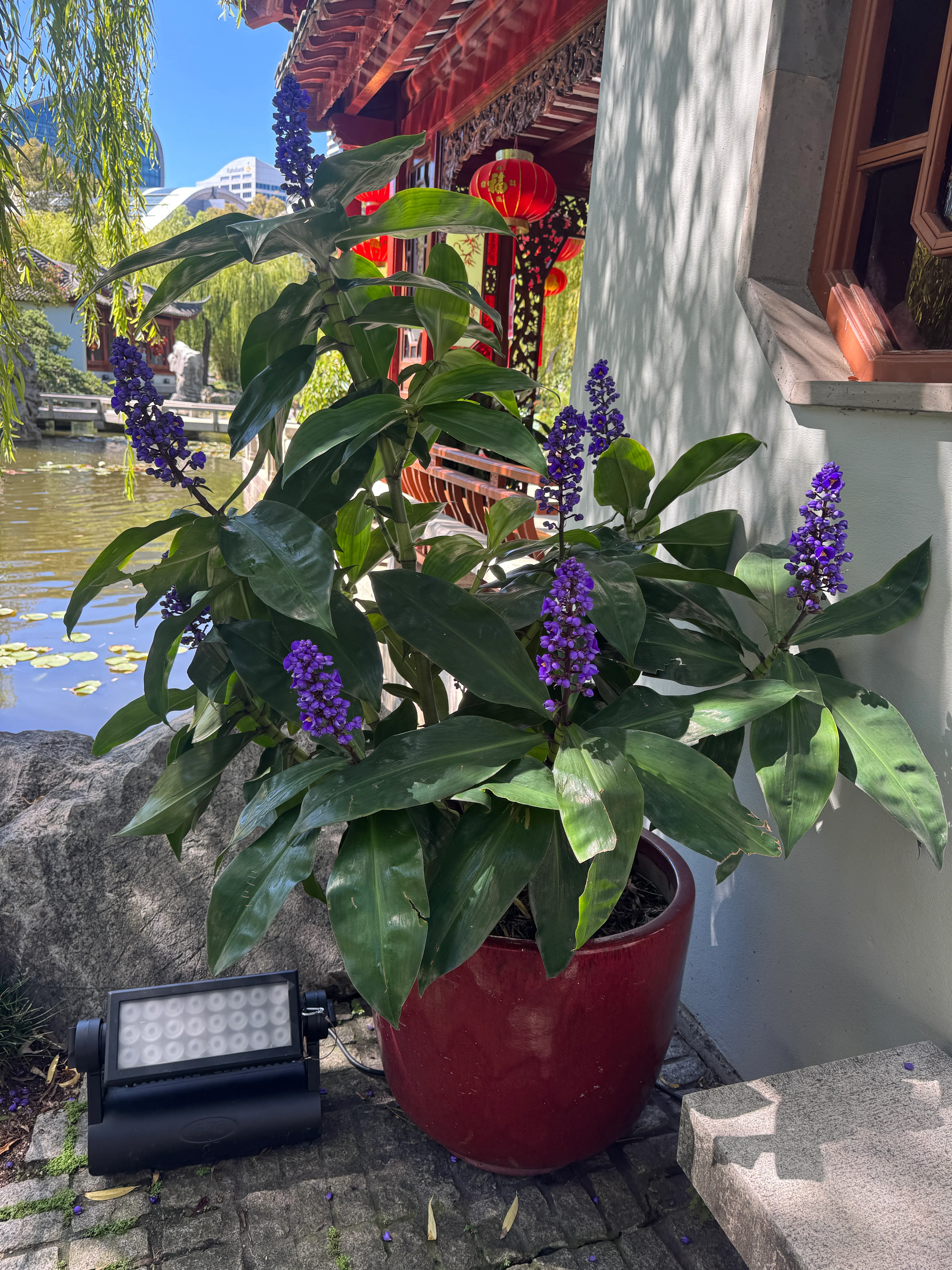 Dichorisandra thyrsiflora Blue Ginger - Pruned back - Image 3