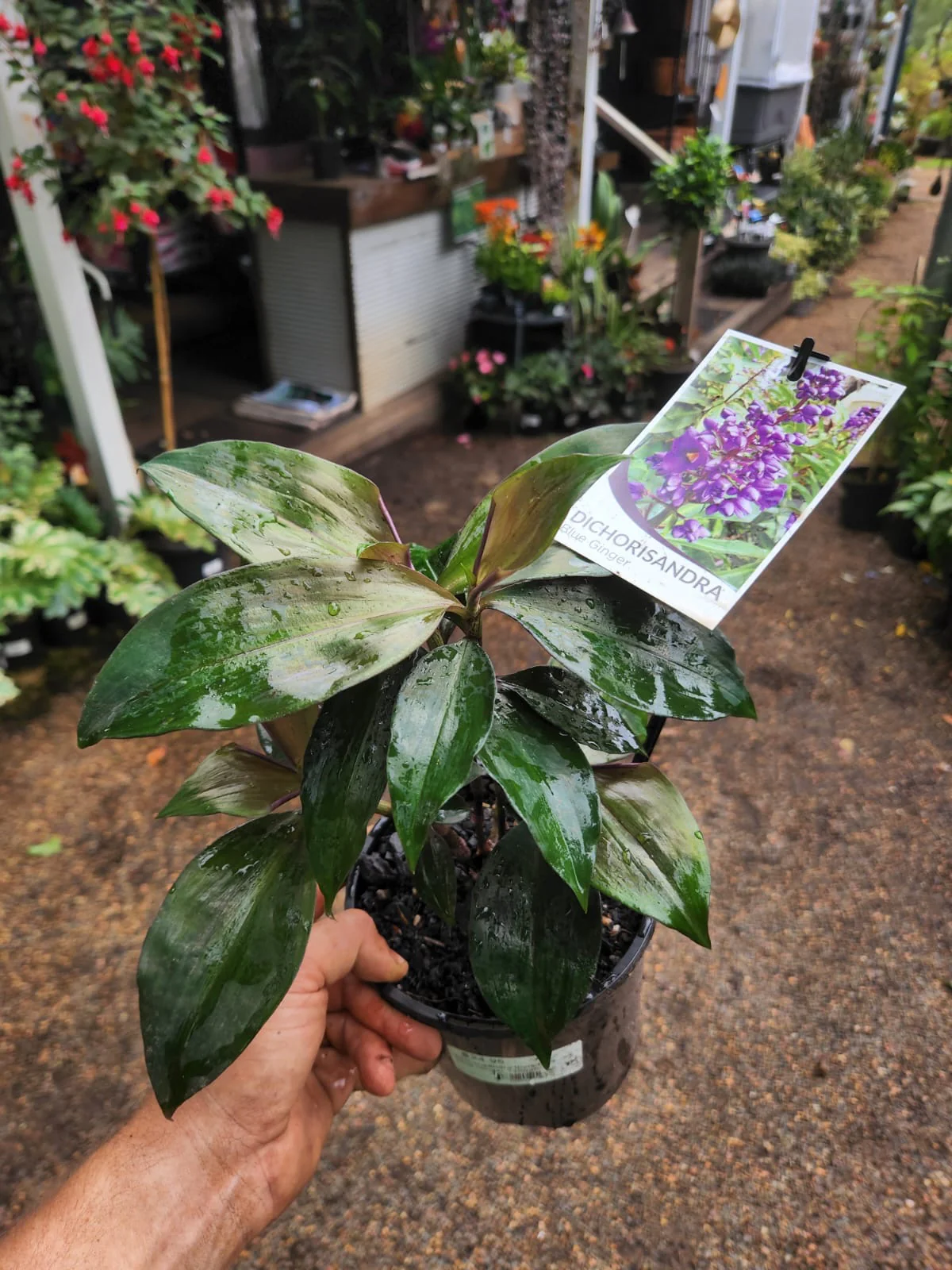 Dichorisandra thyrsiflora Blue Ginger - Pruned back - Image 4