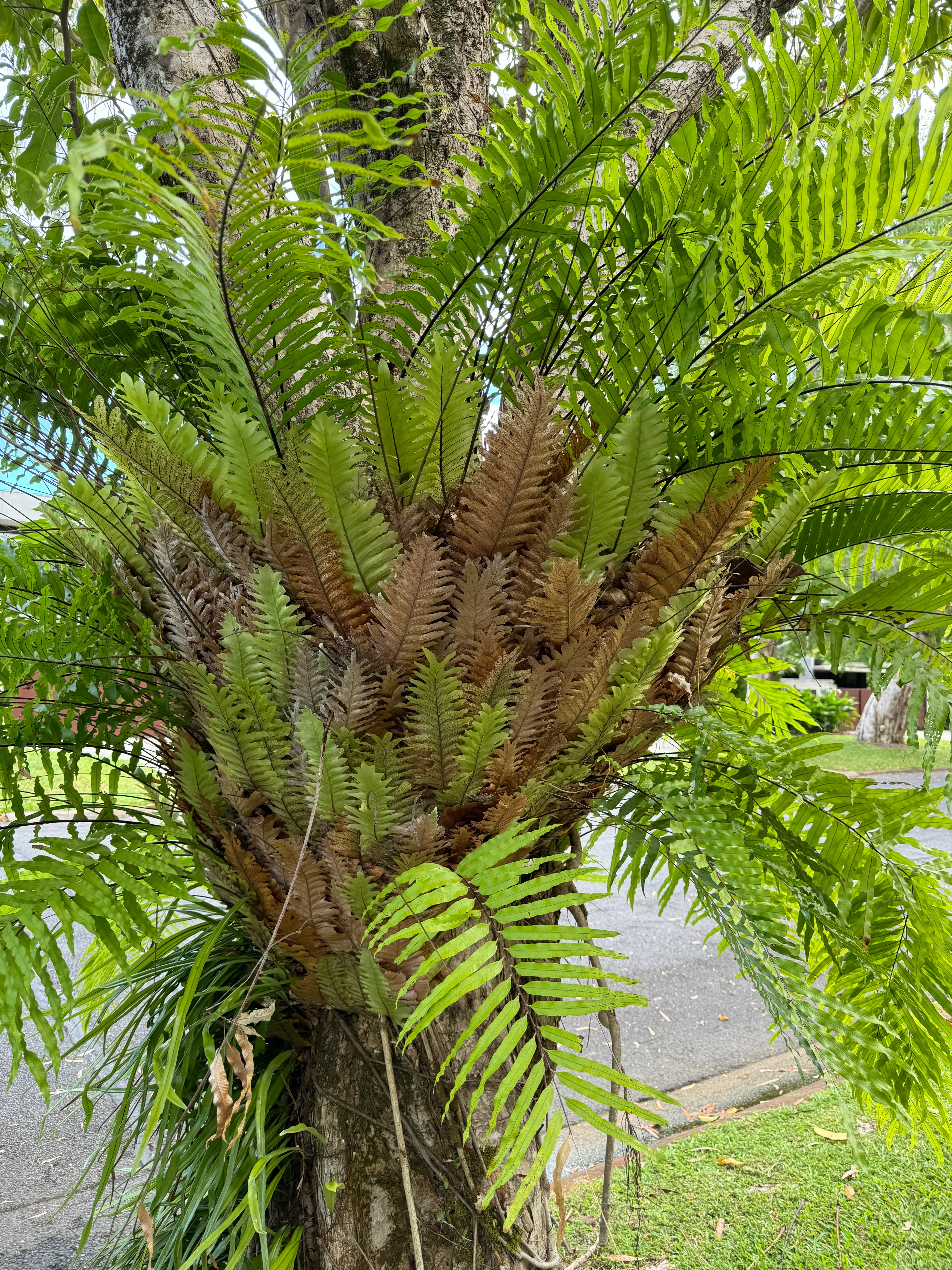 Drynaria rigidula Basket Fern Oakleaf Fern - Image 3