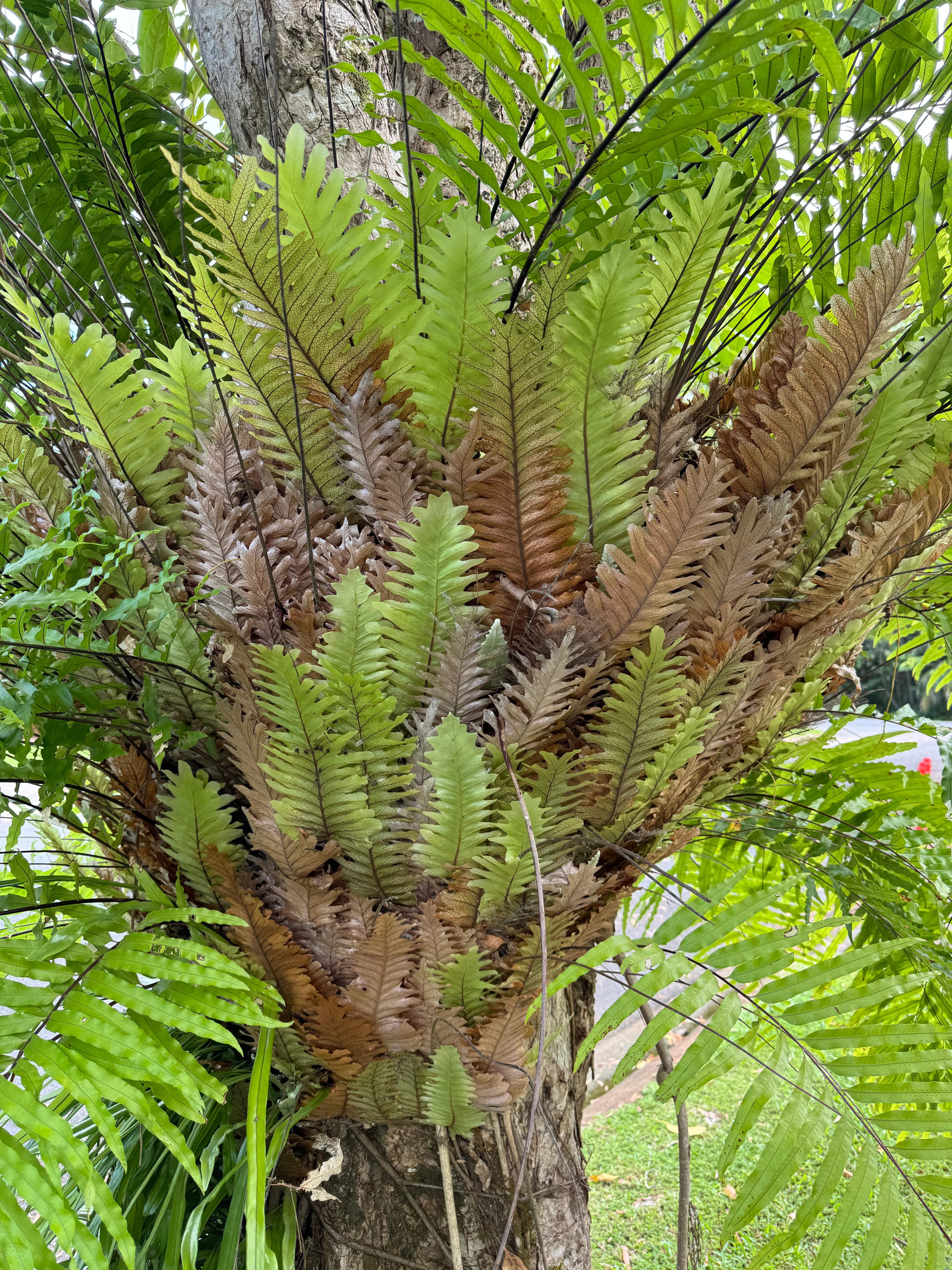 Drynaria rigidula Basket Fern Oakleaf Fern - Image 4