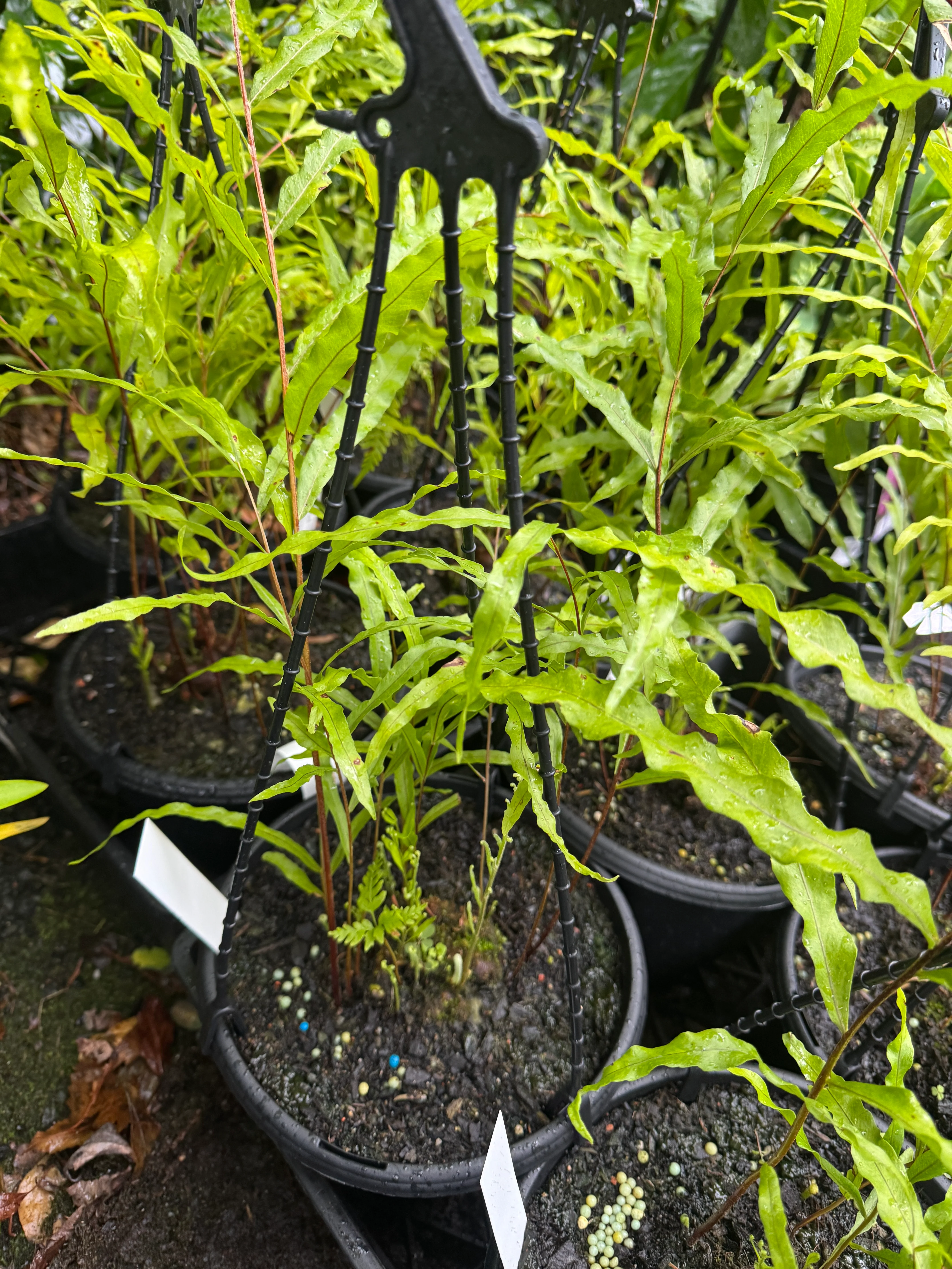 Drynaria rigidula Basket Fern Oakleaf Fern - Image 5