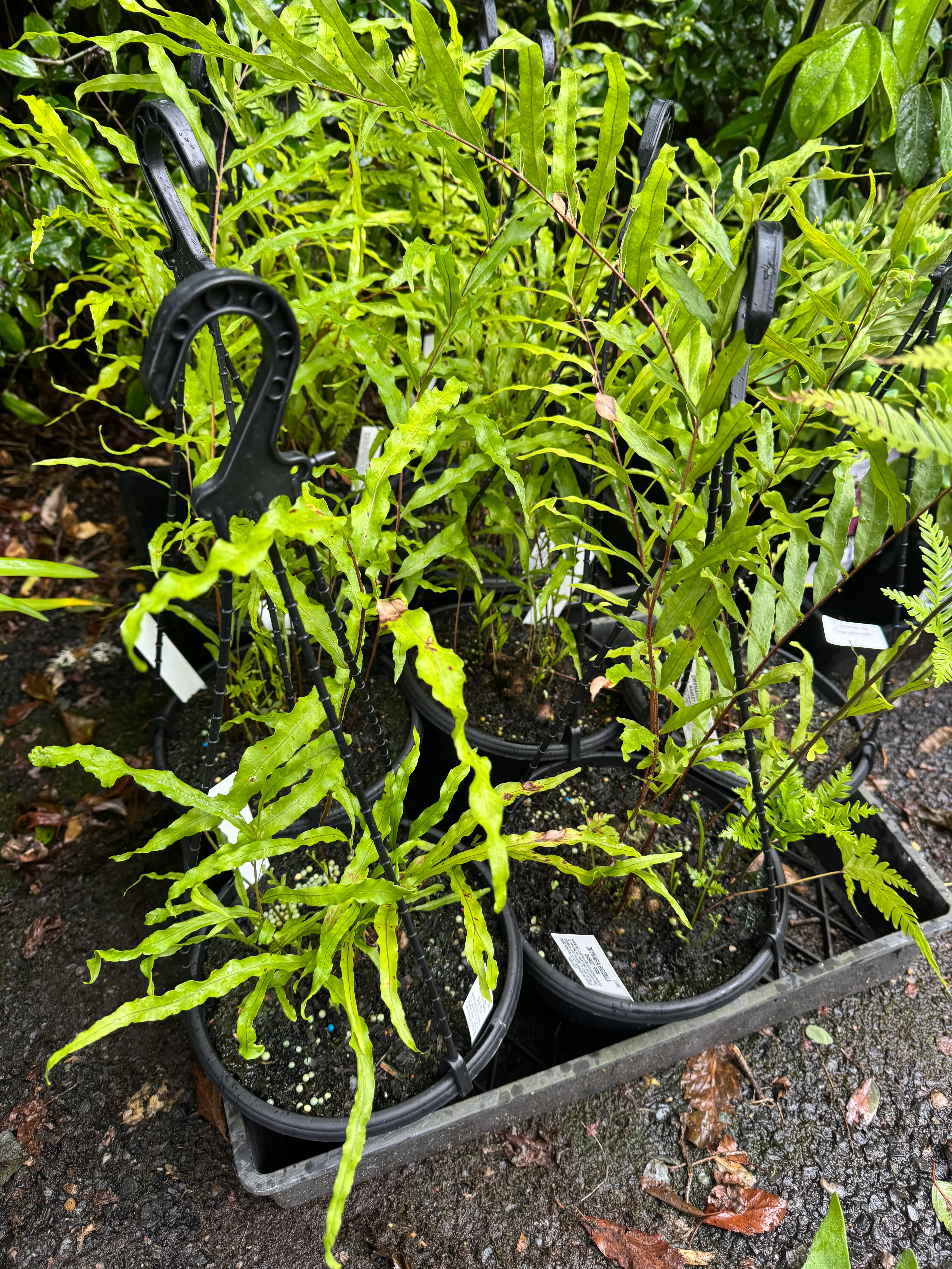 Drynaria rigidula Basket Fern Oakleaf Fern - Image 6