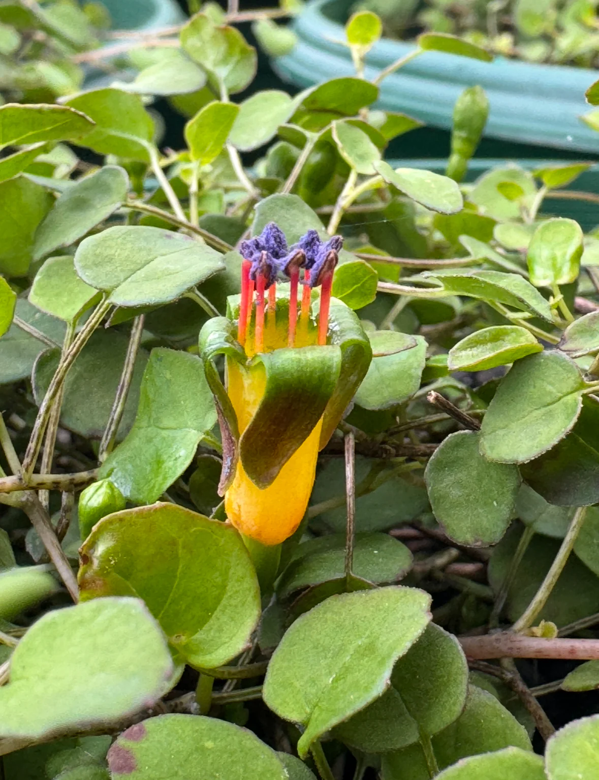 Fuchsia procumbens Creeping Fuchsia - Image 3