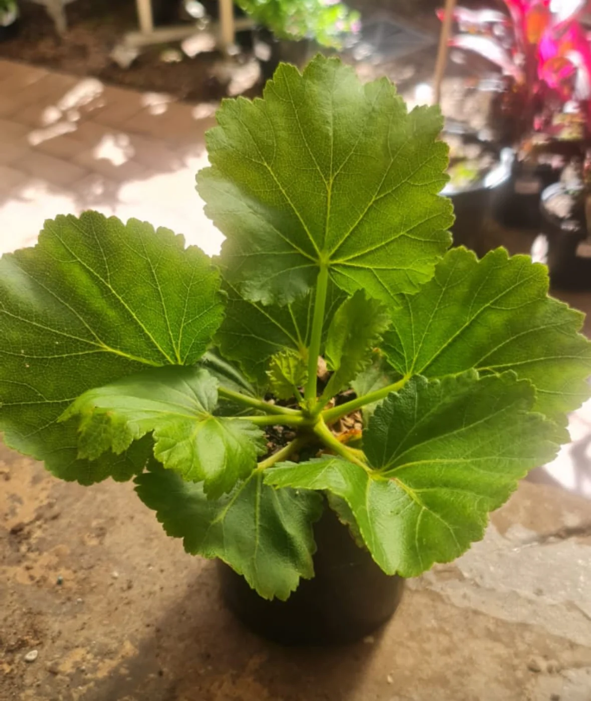 Greyia sutherlandii South African Bottlebrush - Image 4