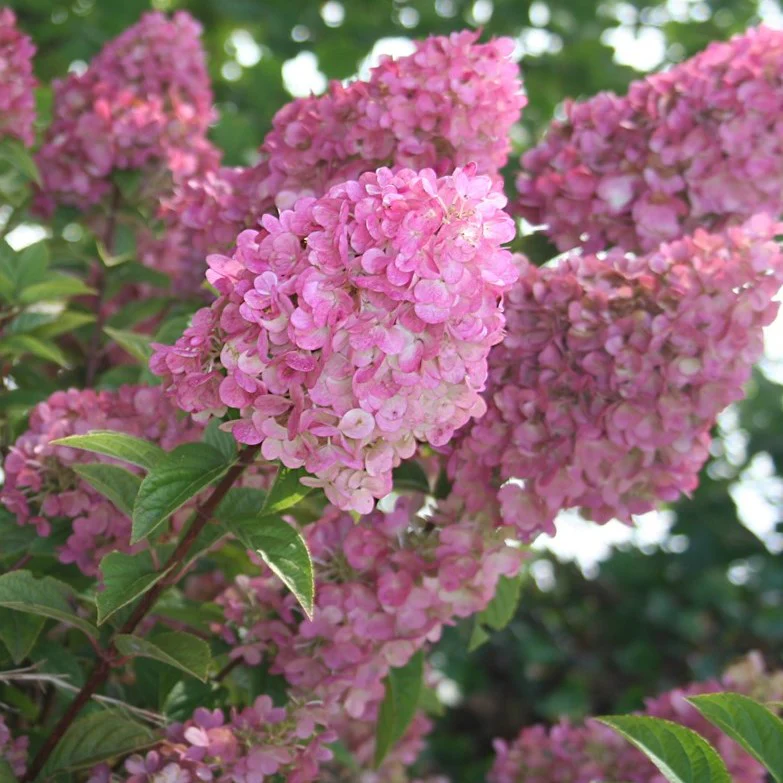 Hydrangea paniculata Sundae Fraise - Image 11