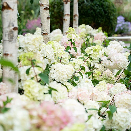 Hydrangea paniculata Sundae Fraise - Image 4