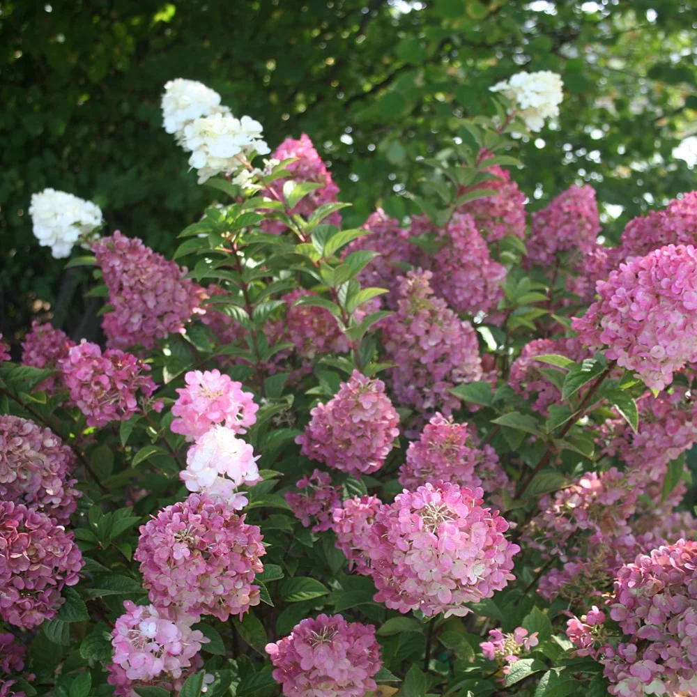 Hydrangea paniculata Sundae Fraise - Image 6
