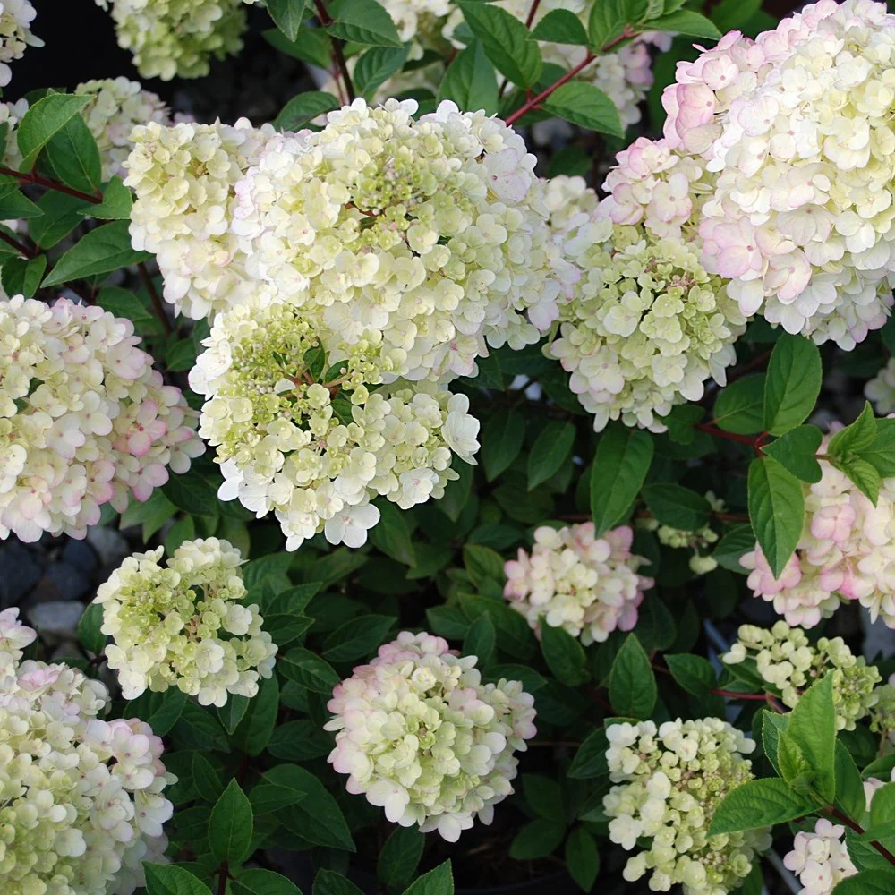 Hydrangea paniculata Sundae Fraise - Image 7
