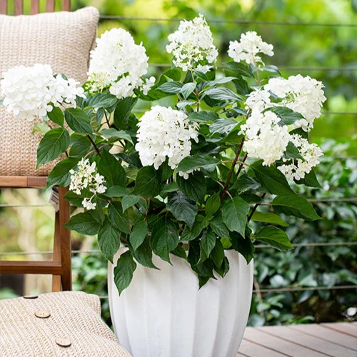 Hydrangea paniculata Sundae Fraise - Image 8
