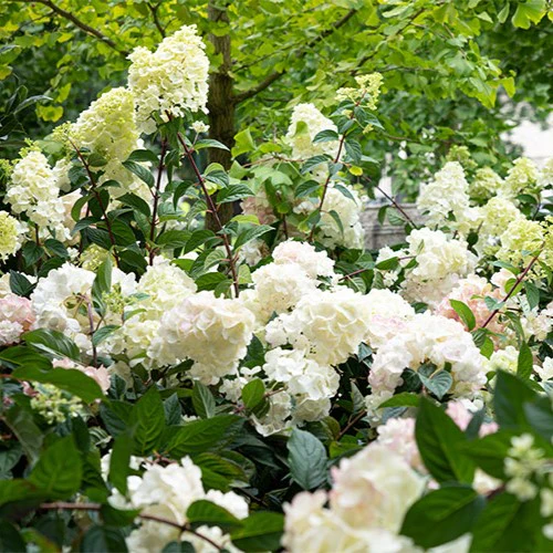 Hydrangea paniculata Sundae Fraise - Image 9
