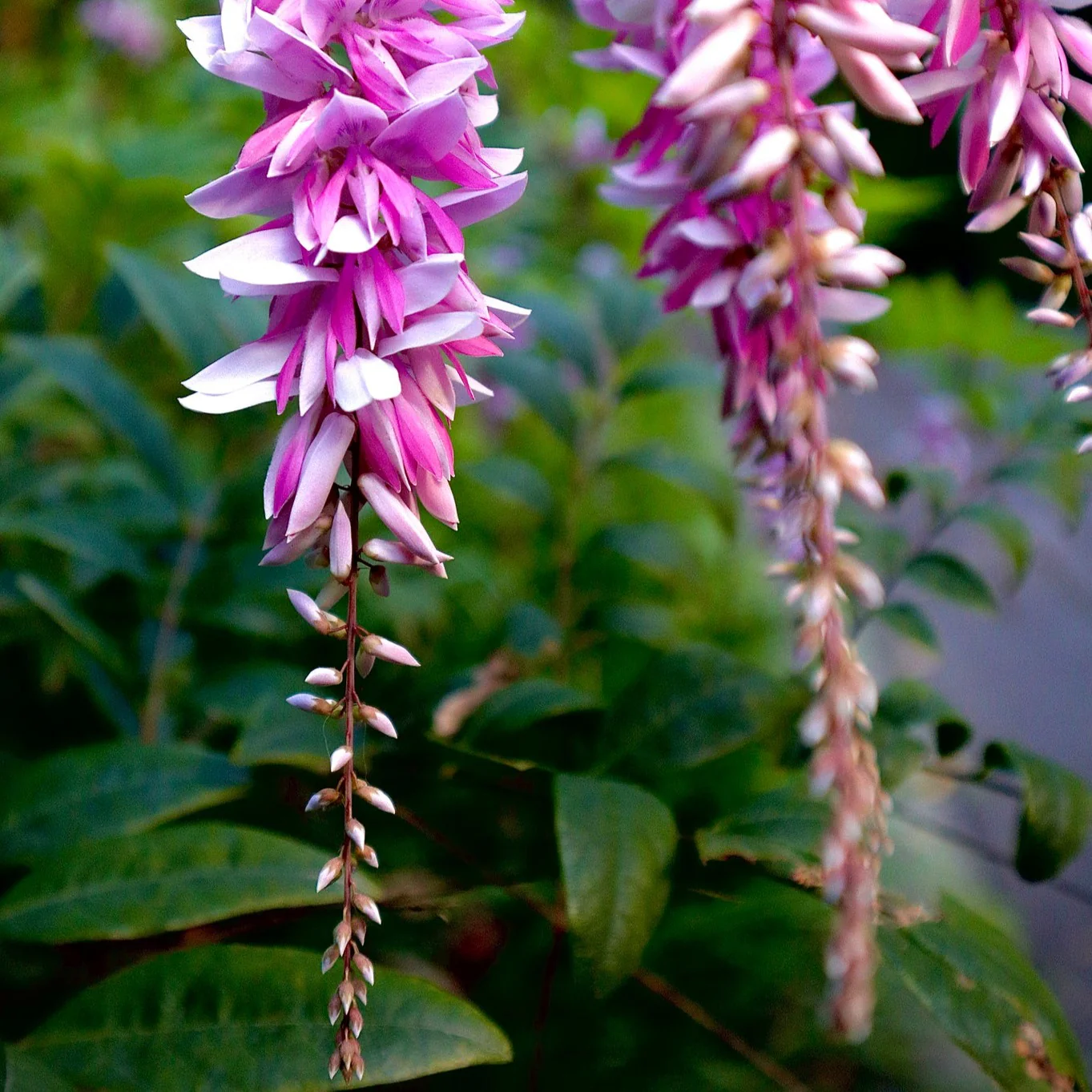 Wisteria Plants