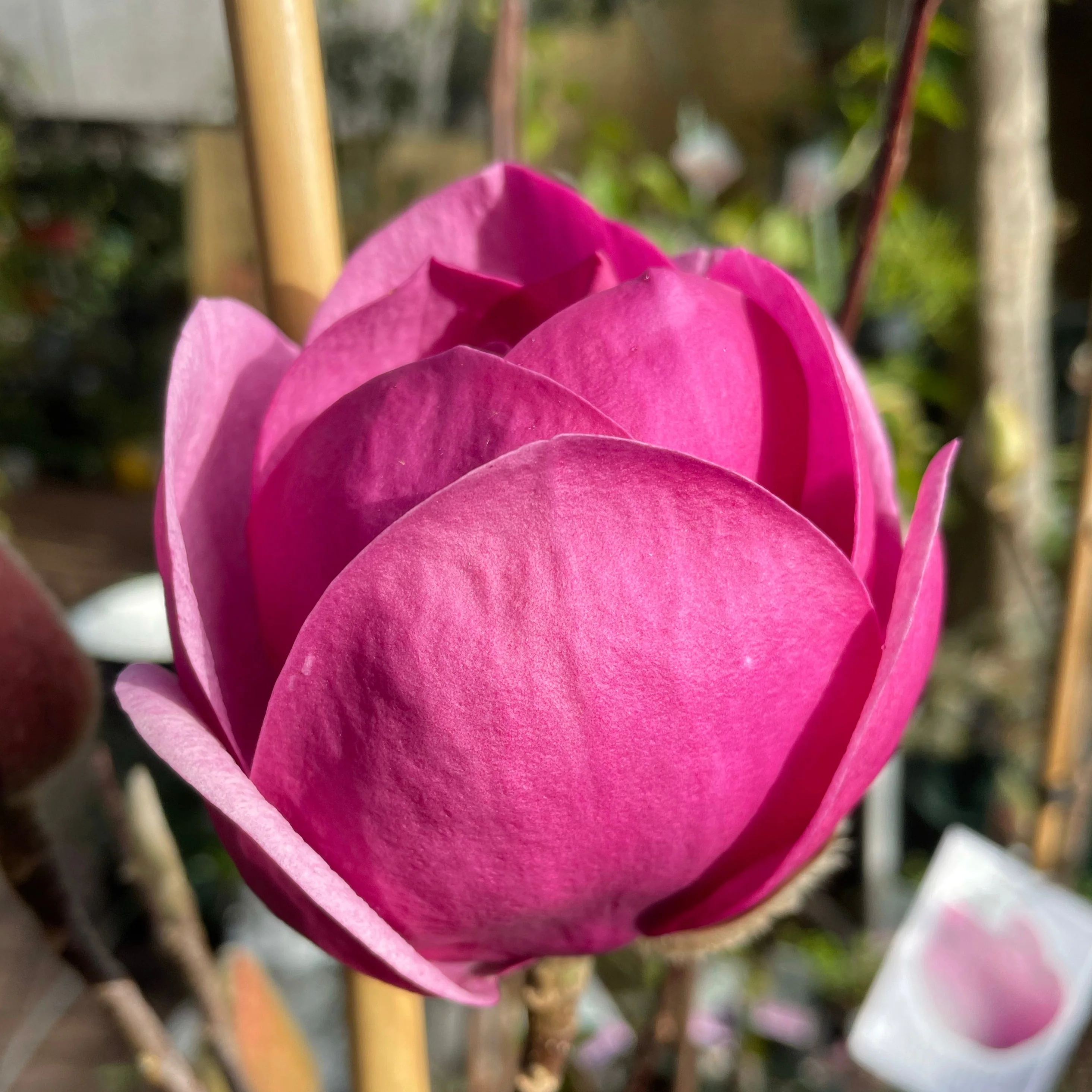 Magnolia Black Tulip - available in store - not for postage. - Image 3