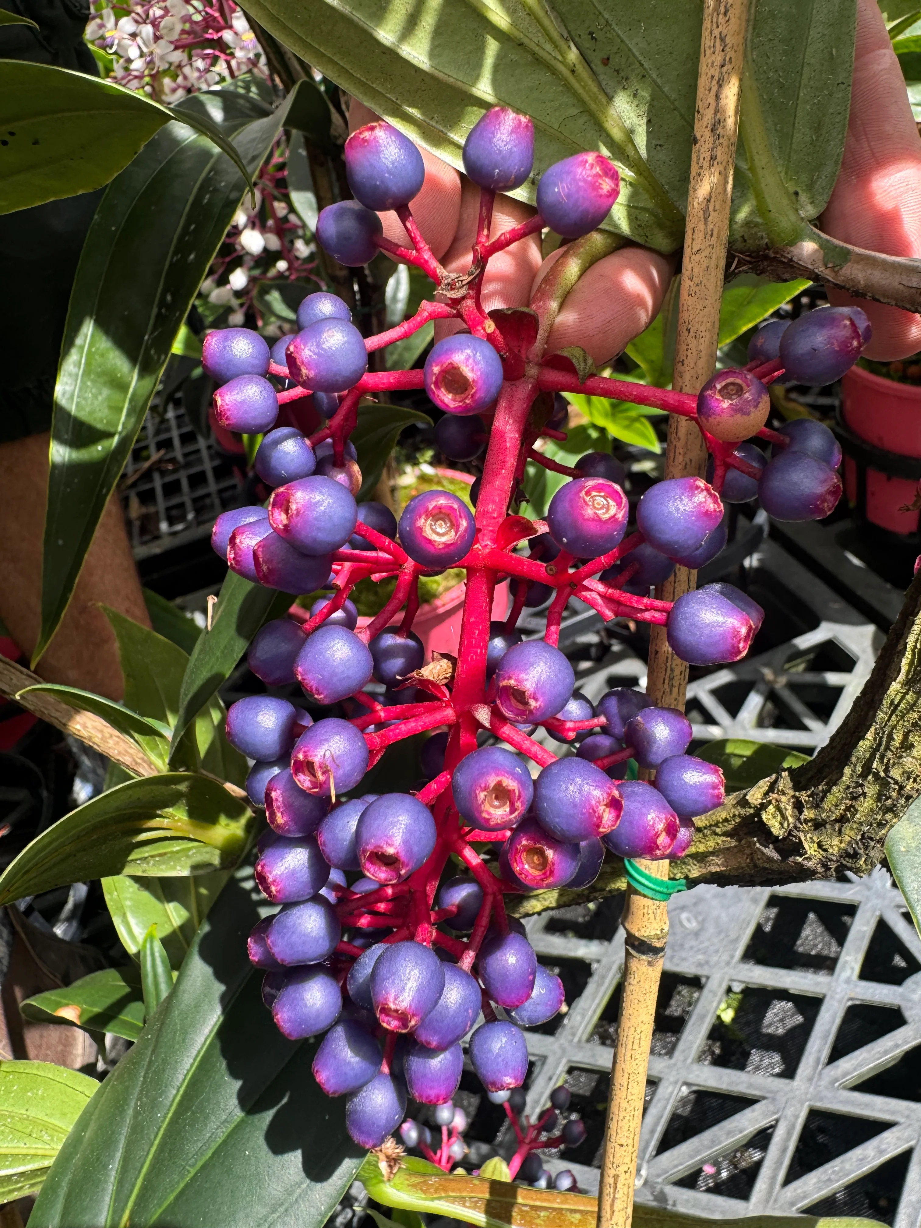Medinilla purpurea Purple Pearl Chandelier Plant - covered in flower buds - Image 3