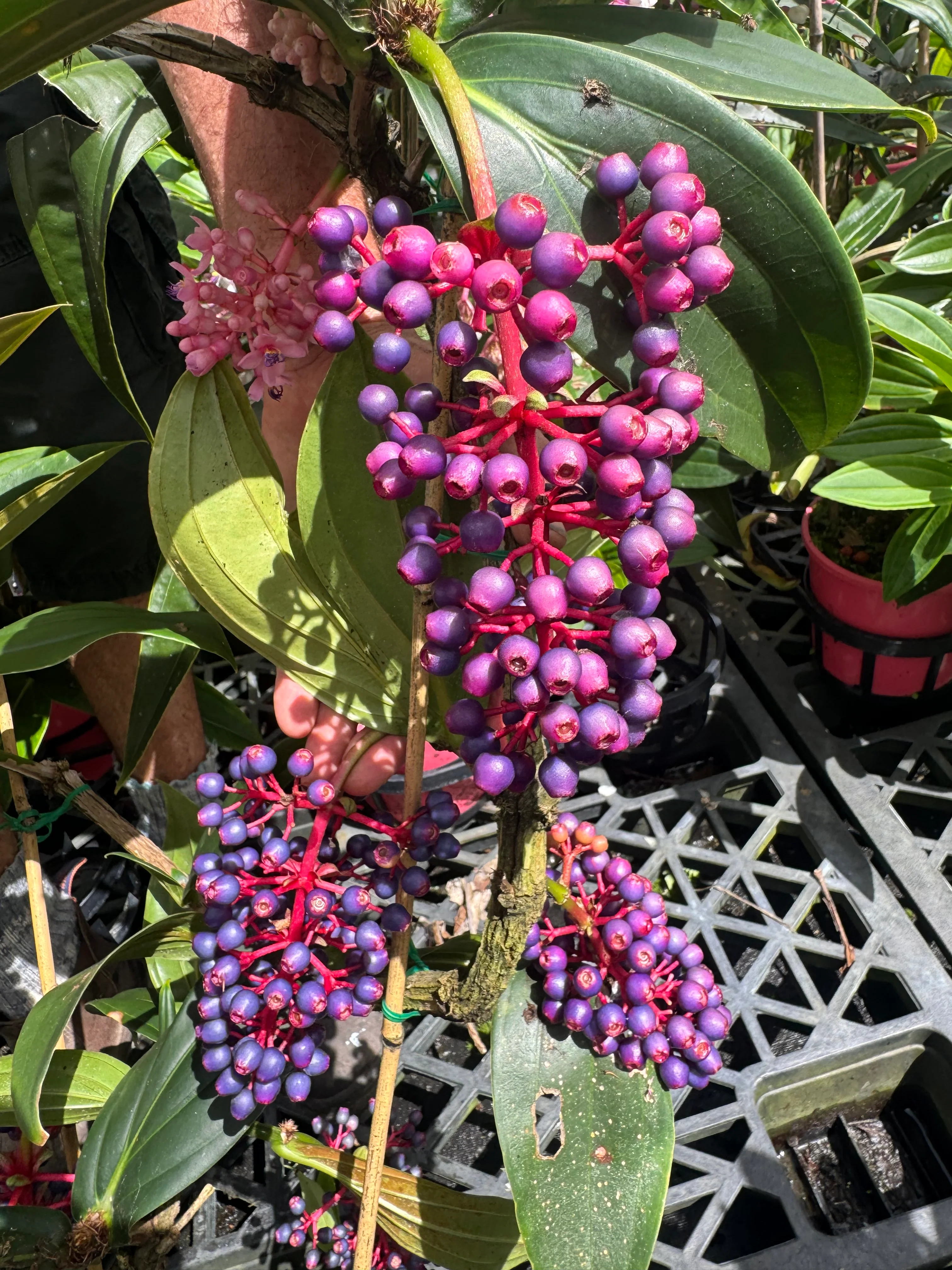 Medinilla purpurea Purple Pearl Chandelier Plant - covered in flower buds - Image 4