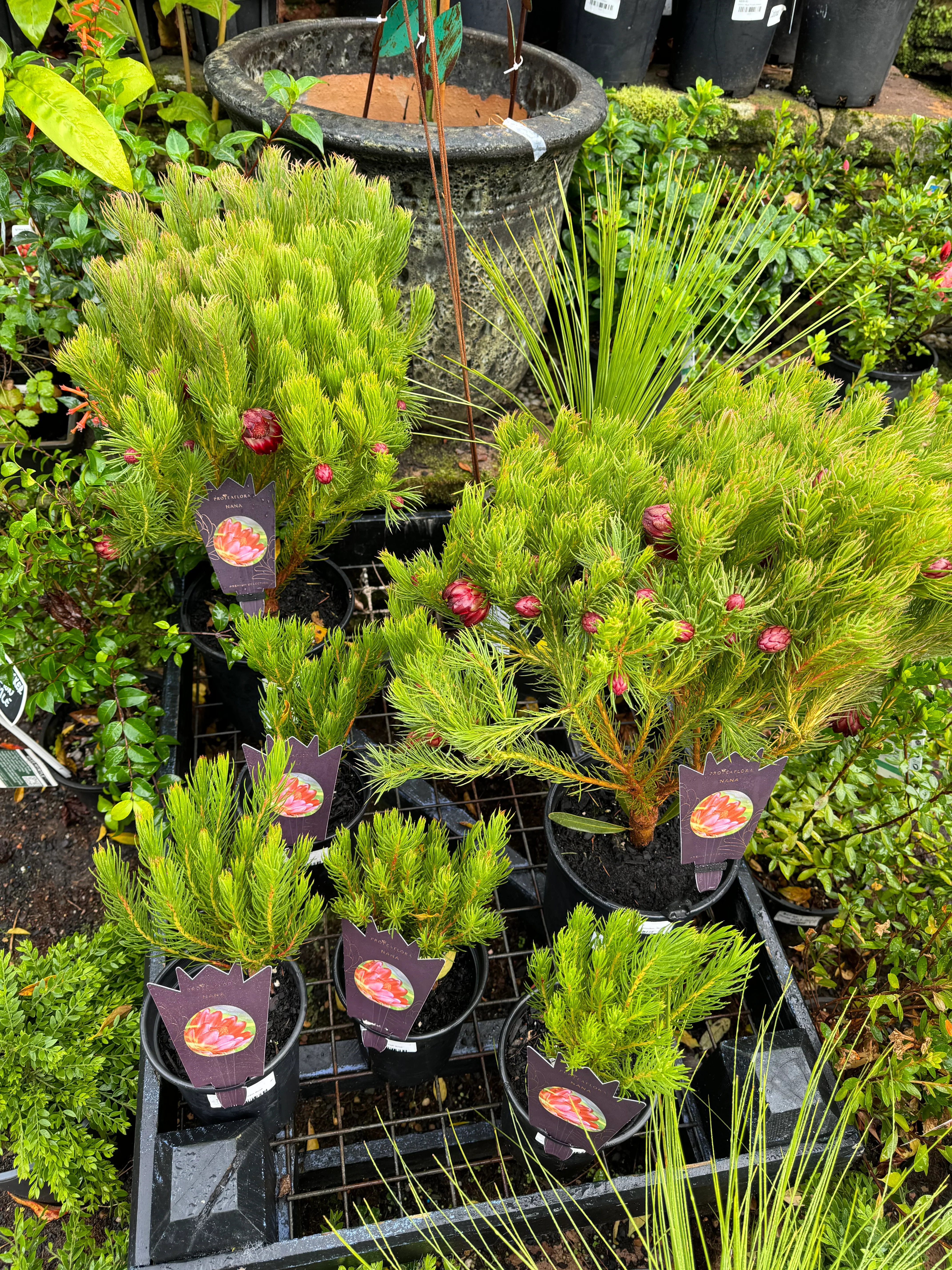 Protea nana Mountain Rose Protea - Image 4