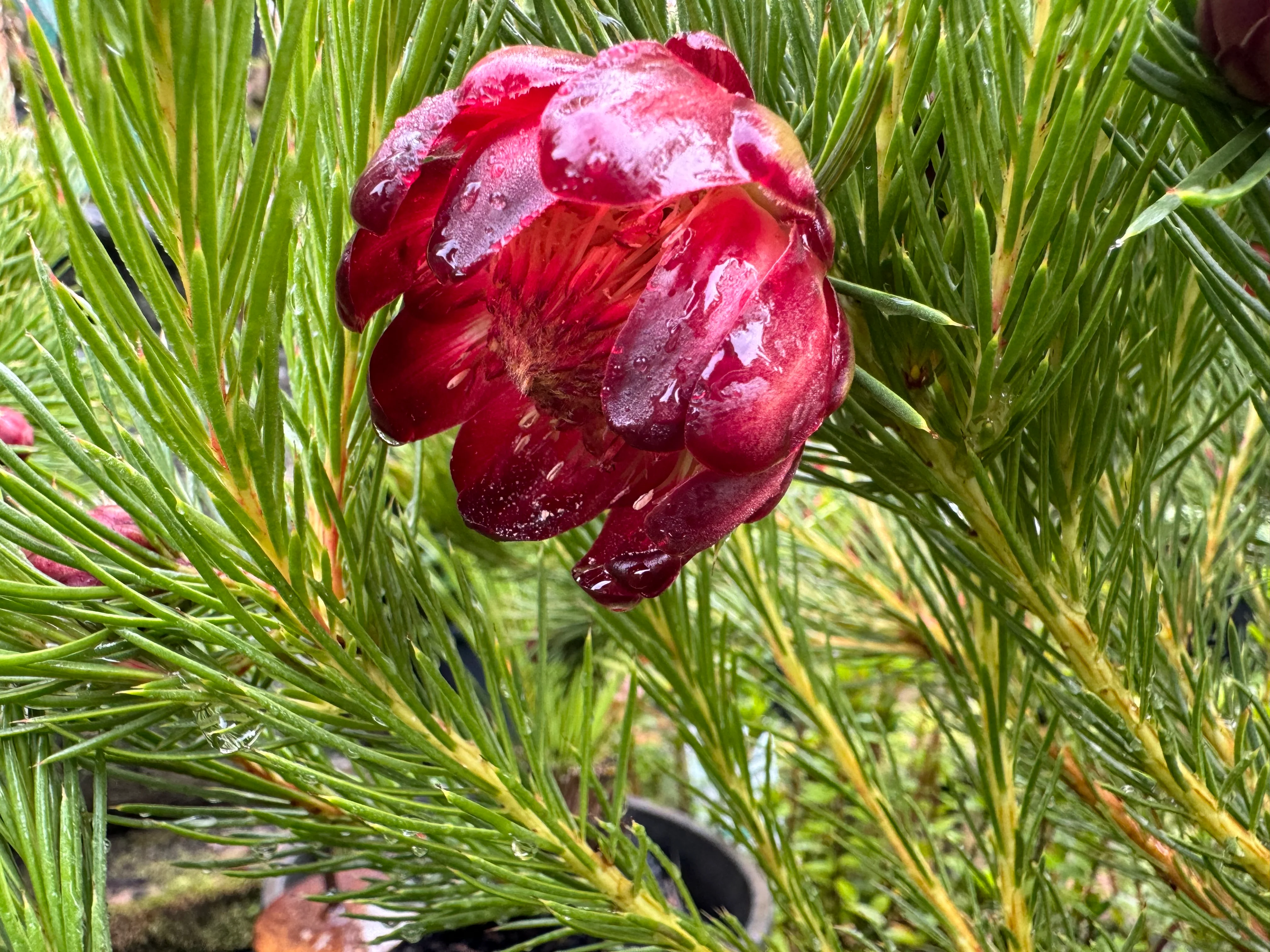 Protea nana Mountain Rose Protea - Image 5