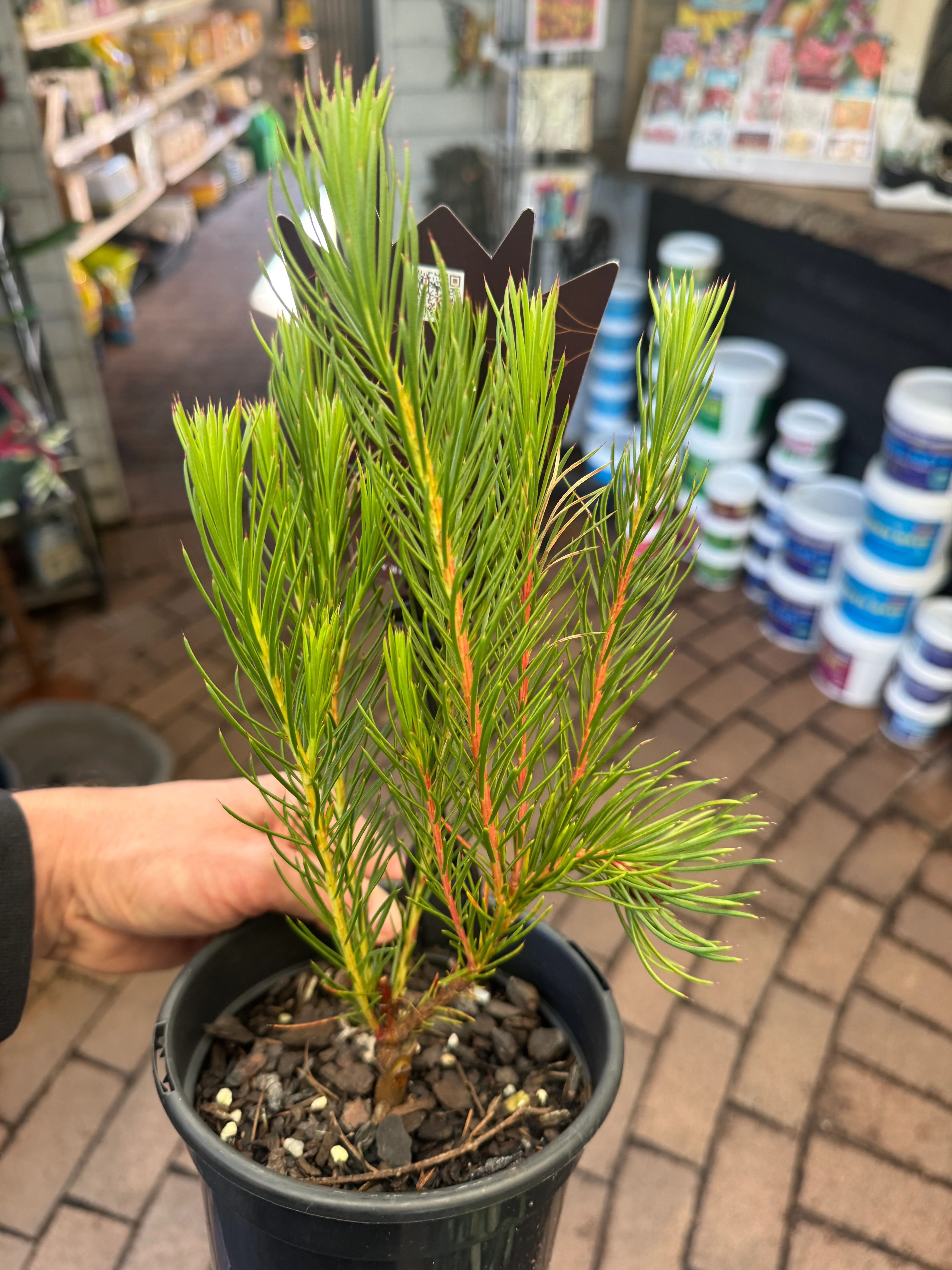 Protea nana Mountain Rose Protea - Image 7