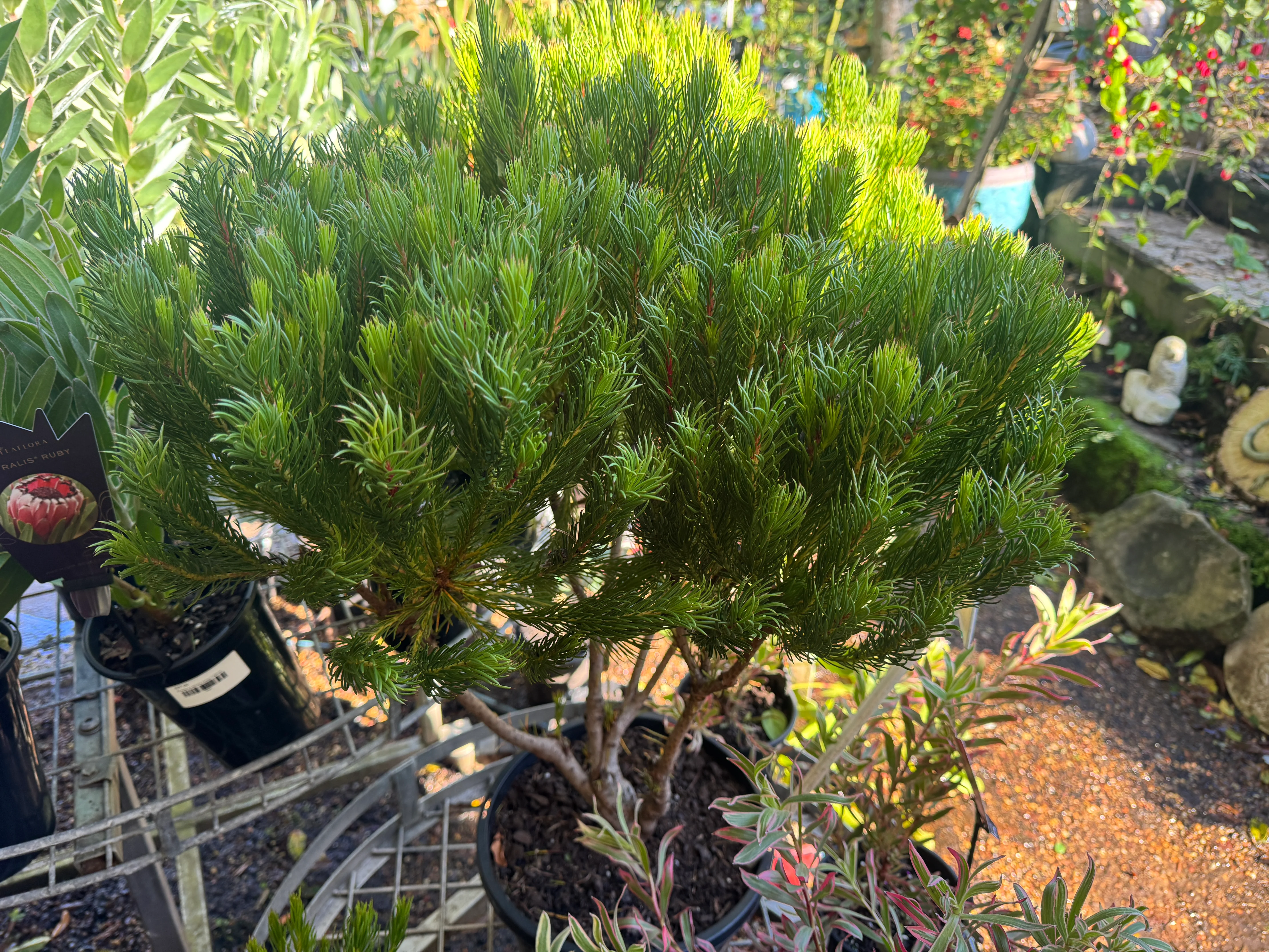 Protea nana Mountain Rose Protea - Image 8