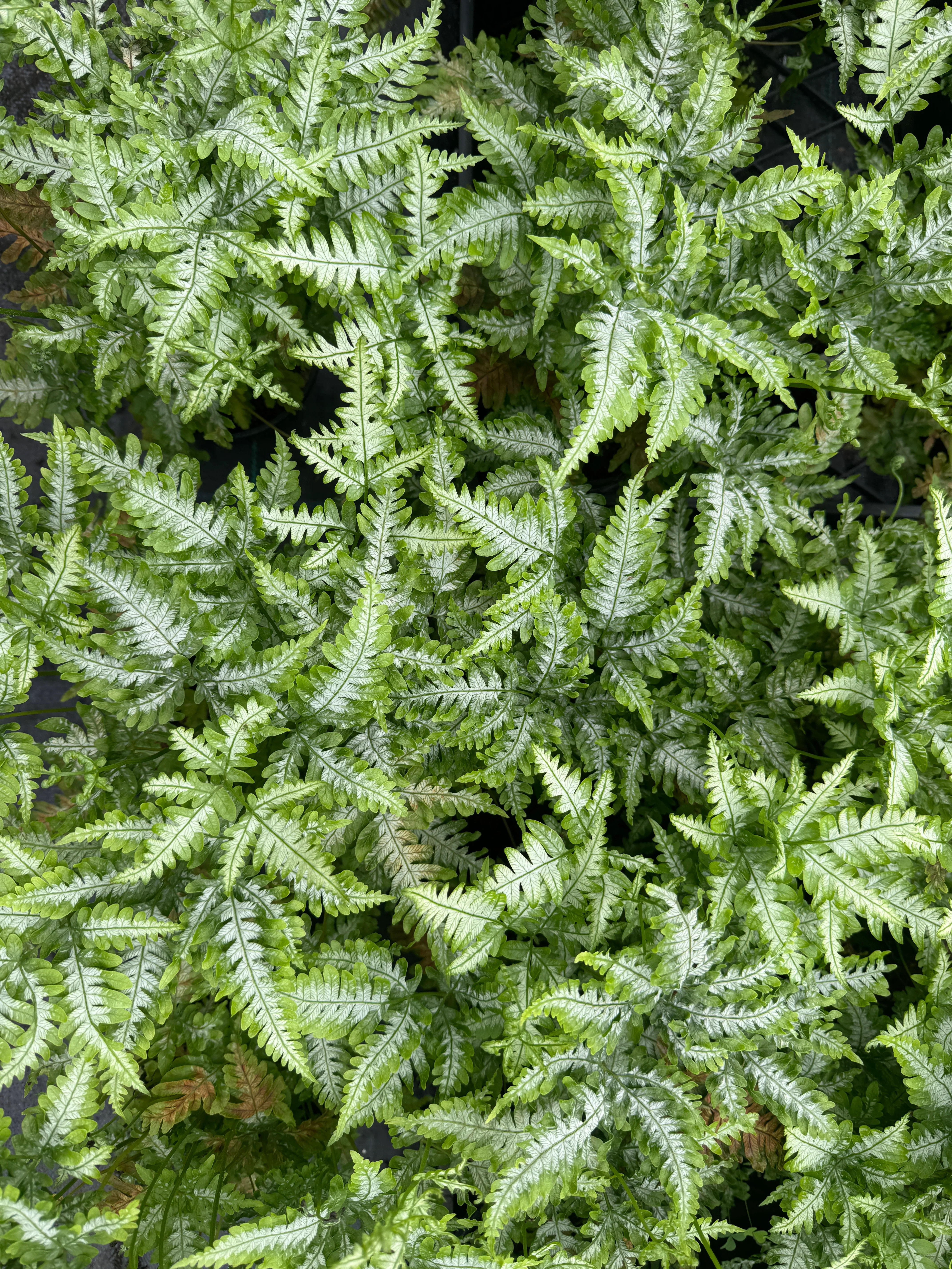 Pteris argyraea Silver Brake Fern - Image 3