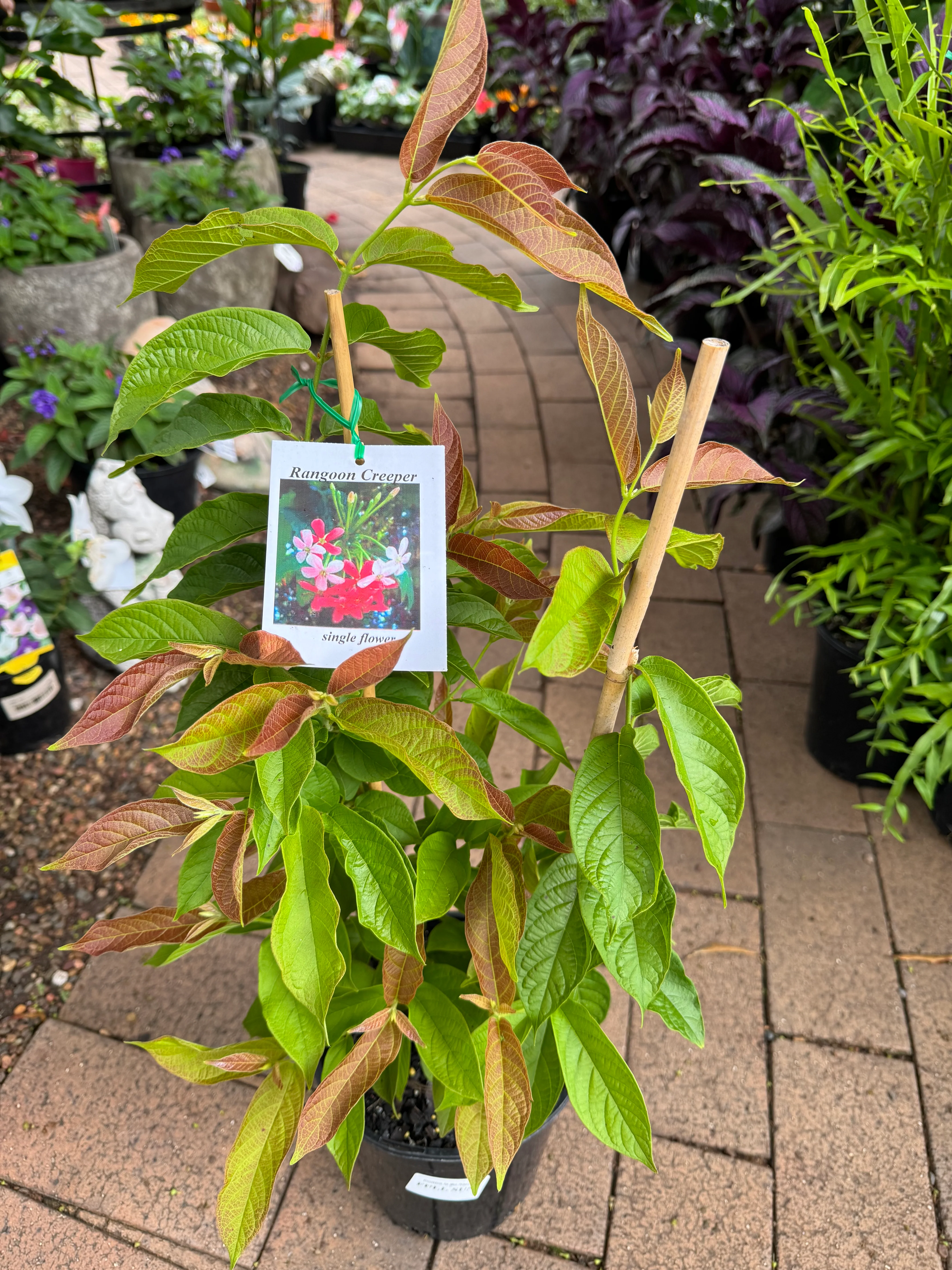 Quisqualis indica Rangoon Creeper - Image 3