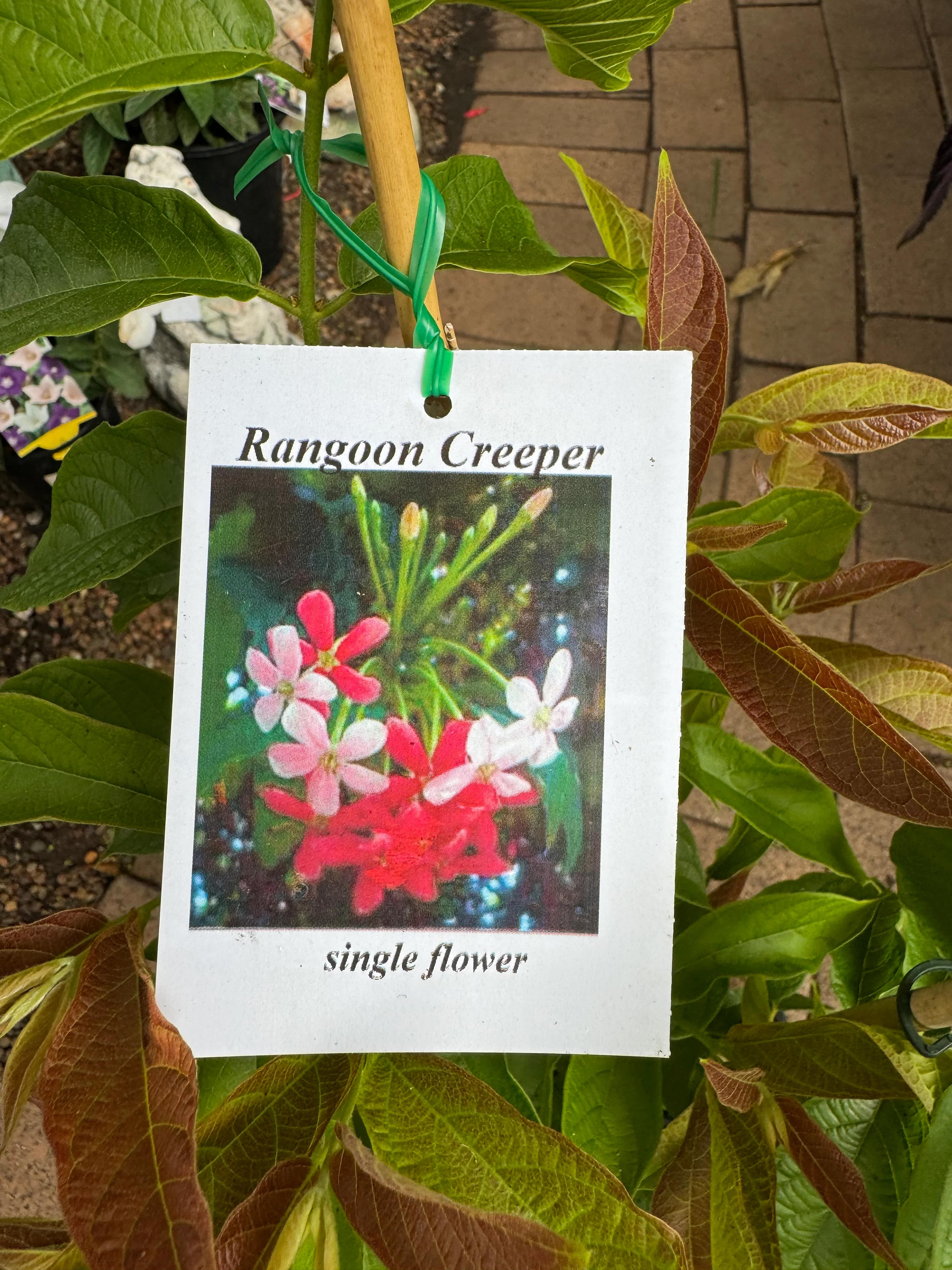 Quisqualis indica Rangoon Creeper - Image 4