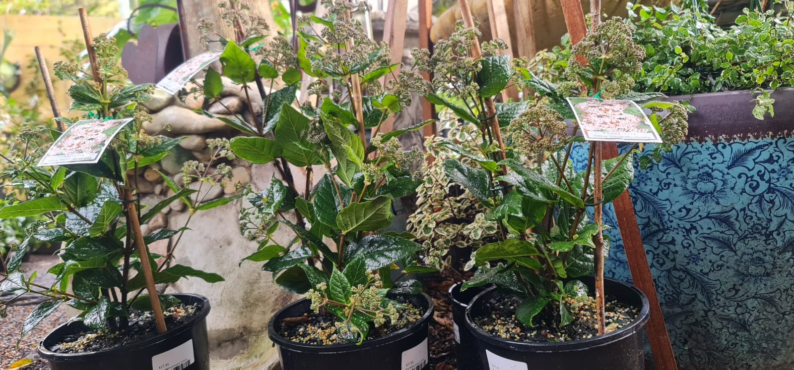 Rondeletia amoena Fragrant Rondeletia - Growing - enquire in store. - Image 3